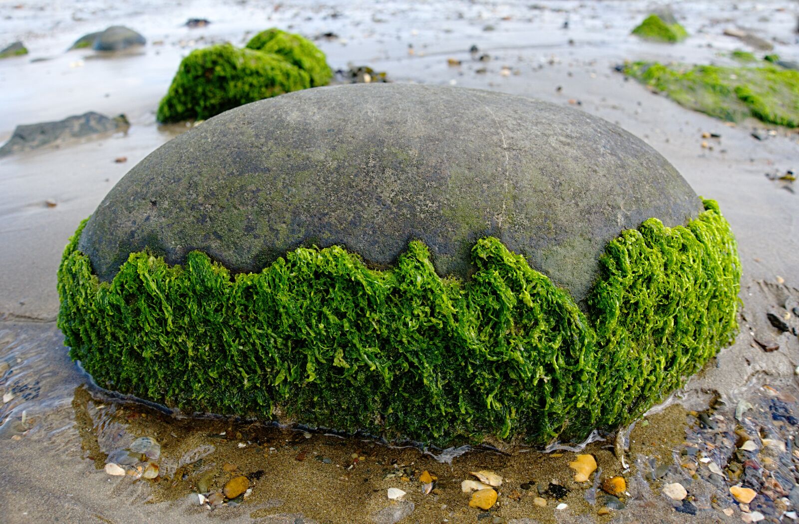 Sony DSC-RX100M5 sample photo. Seaweed, rock, round photography