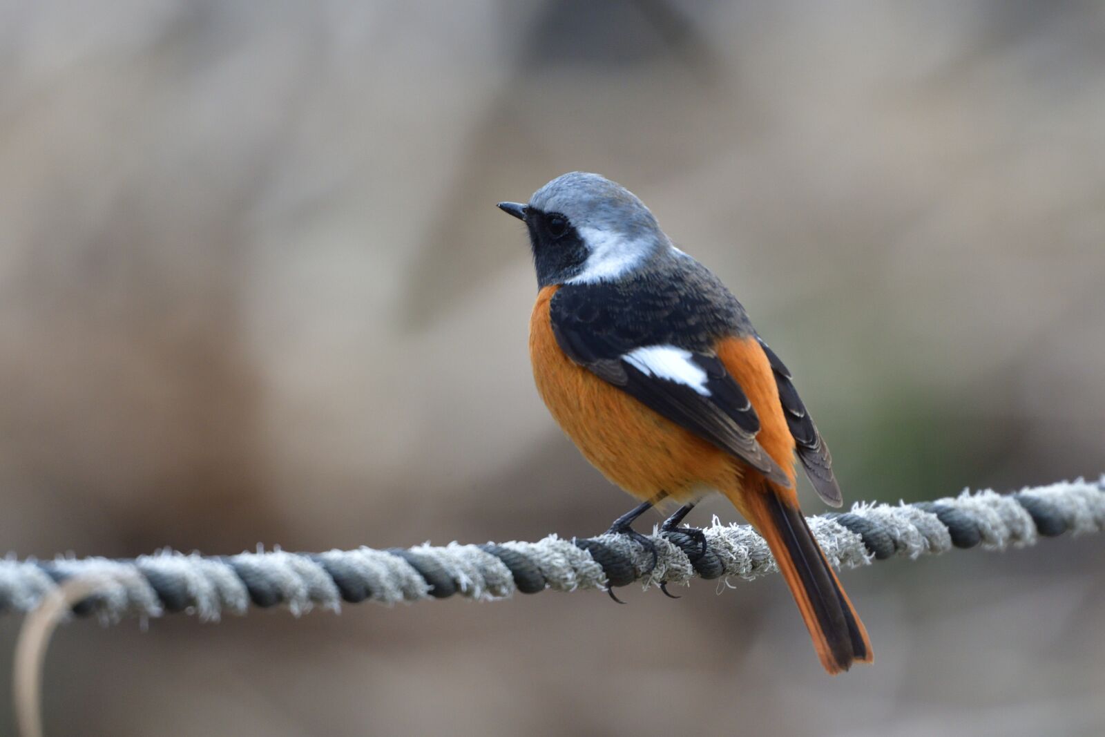Nikon D500 sample photo. Natural, outdoors, wild animals photography