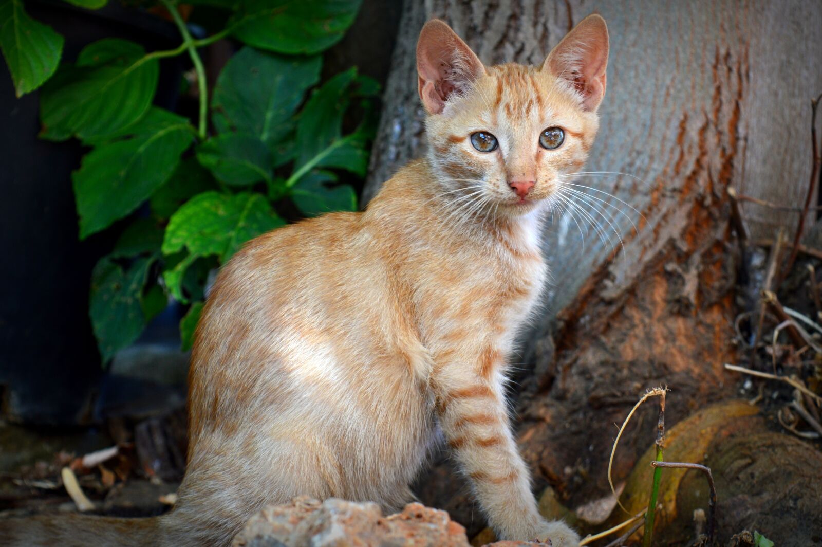 Nikon D3200 sample photo. Cat, looking cat, sitting photography
