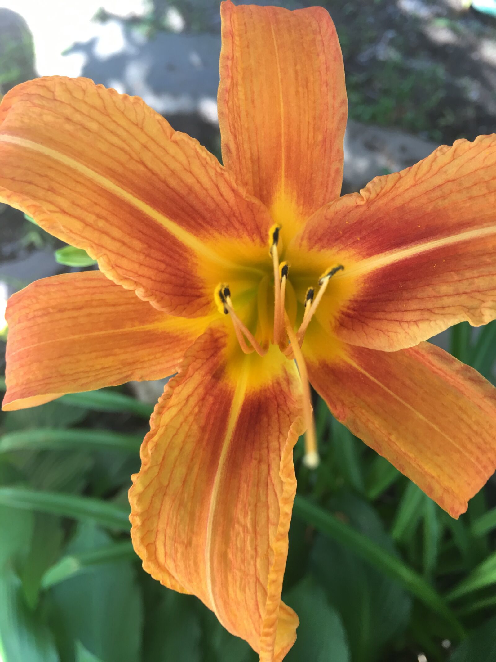 iPhone 6s Plus back camera 4.15mm f/2.2 sample photo. Flower, plant, nature photography