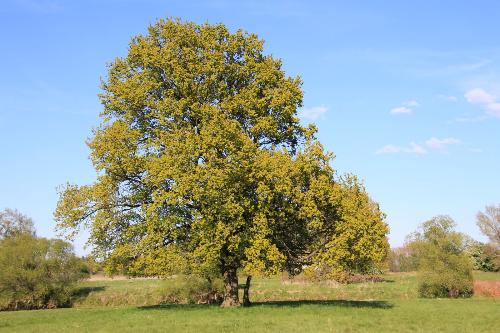 Canon EOS 650D (EOS Rebel T4i / EOS Kiss X6i) sample photo. Tree, pasture, nature photography
