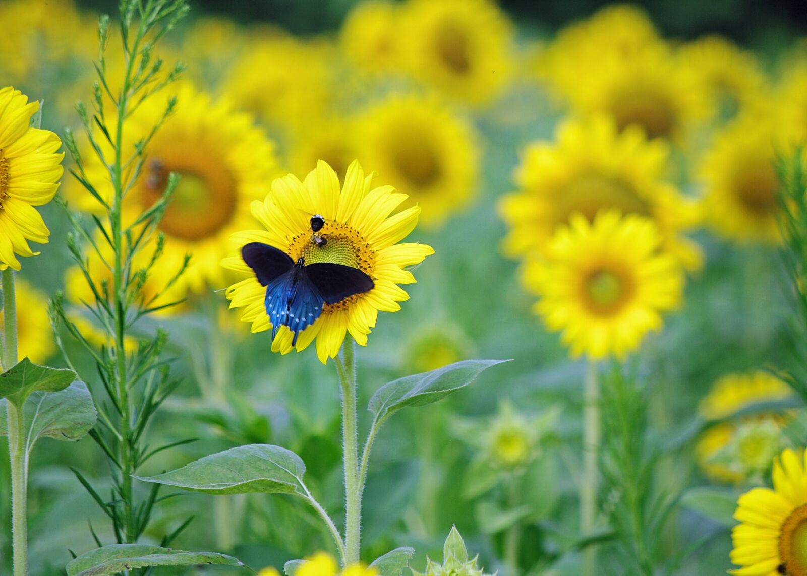 Pentax K-7 sample photo. Butterfly, sunflowers, blue photography