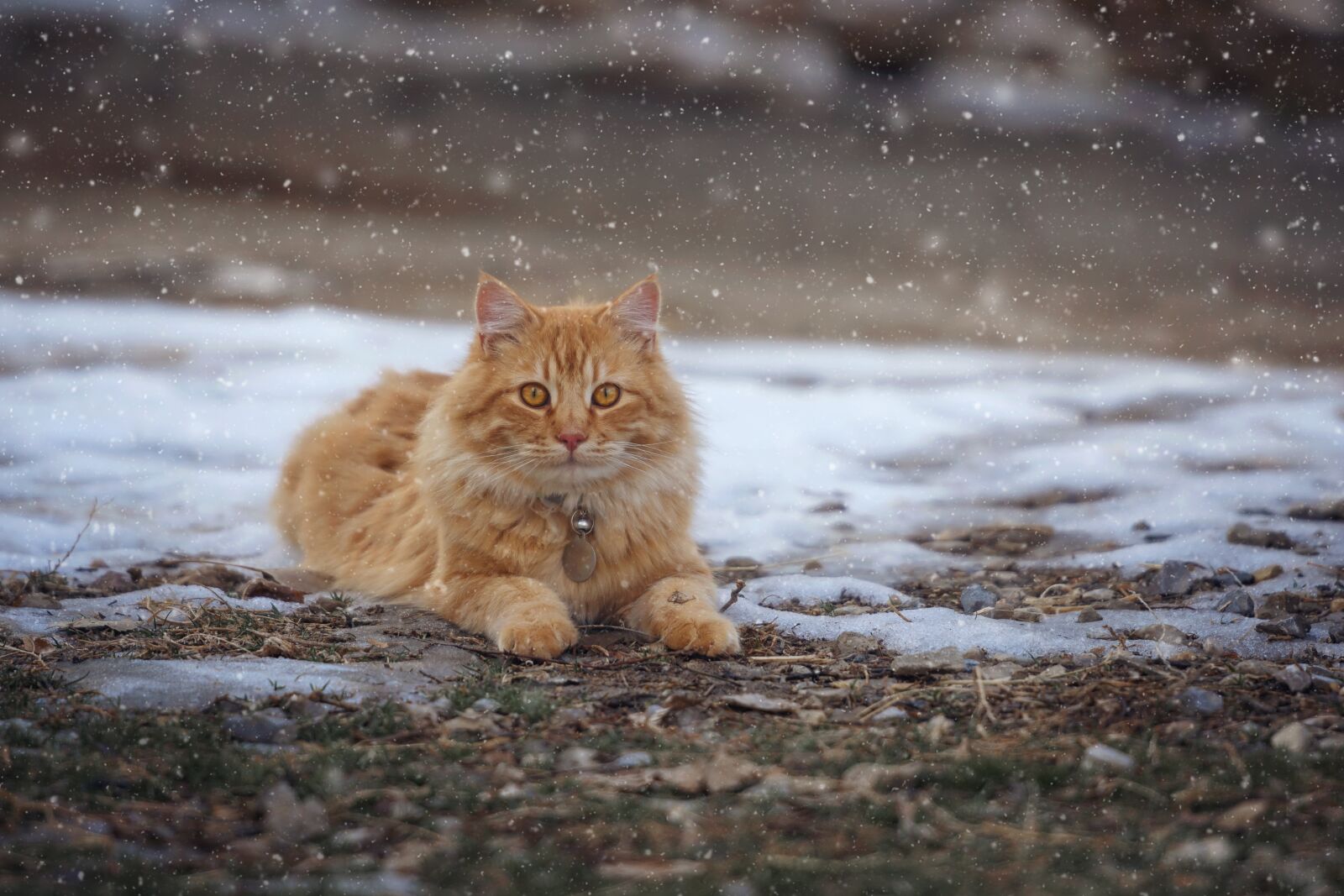 Nikon D7200 sample photo. Pet, animal, cat photography
