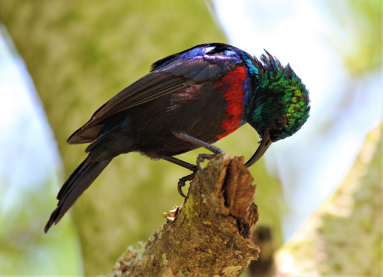 Canon EOS 600D (Rebel EOS T3i / EOS Kiss X5) sample photo. Bird, animal world, nature photography