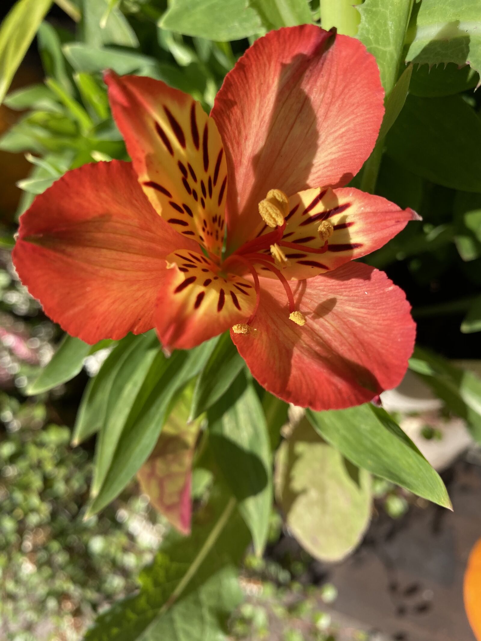 Apple iPhone 11 Pro sample photo. Flower, sun, garden photography