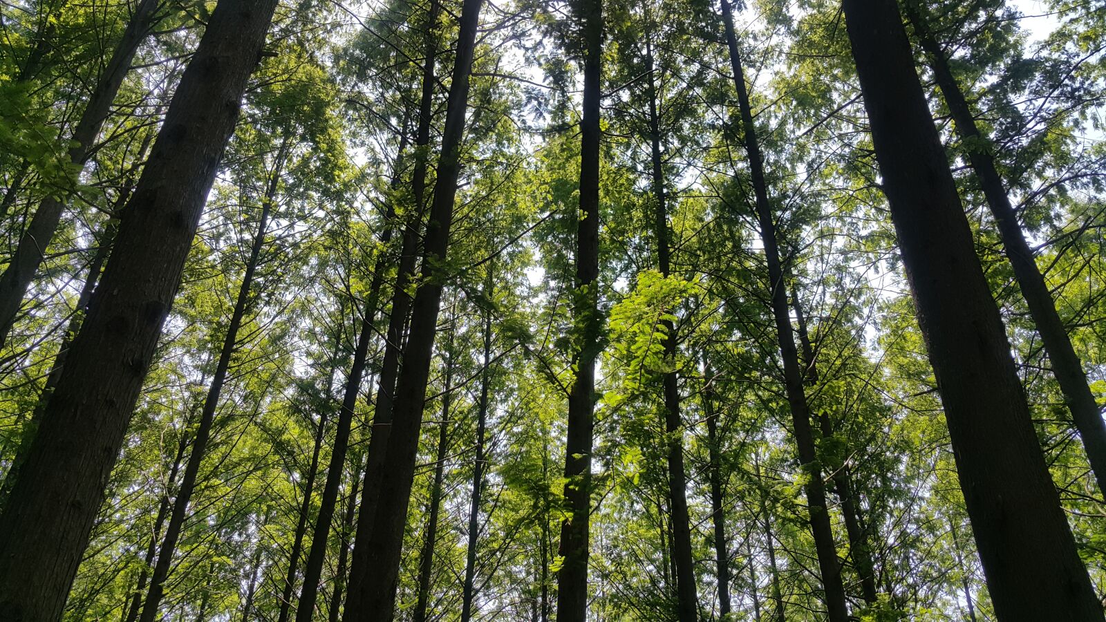 Samsung Galaxy Note4 sample photo. Forest, meta esquire, wood photography