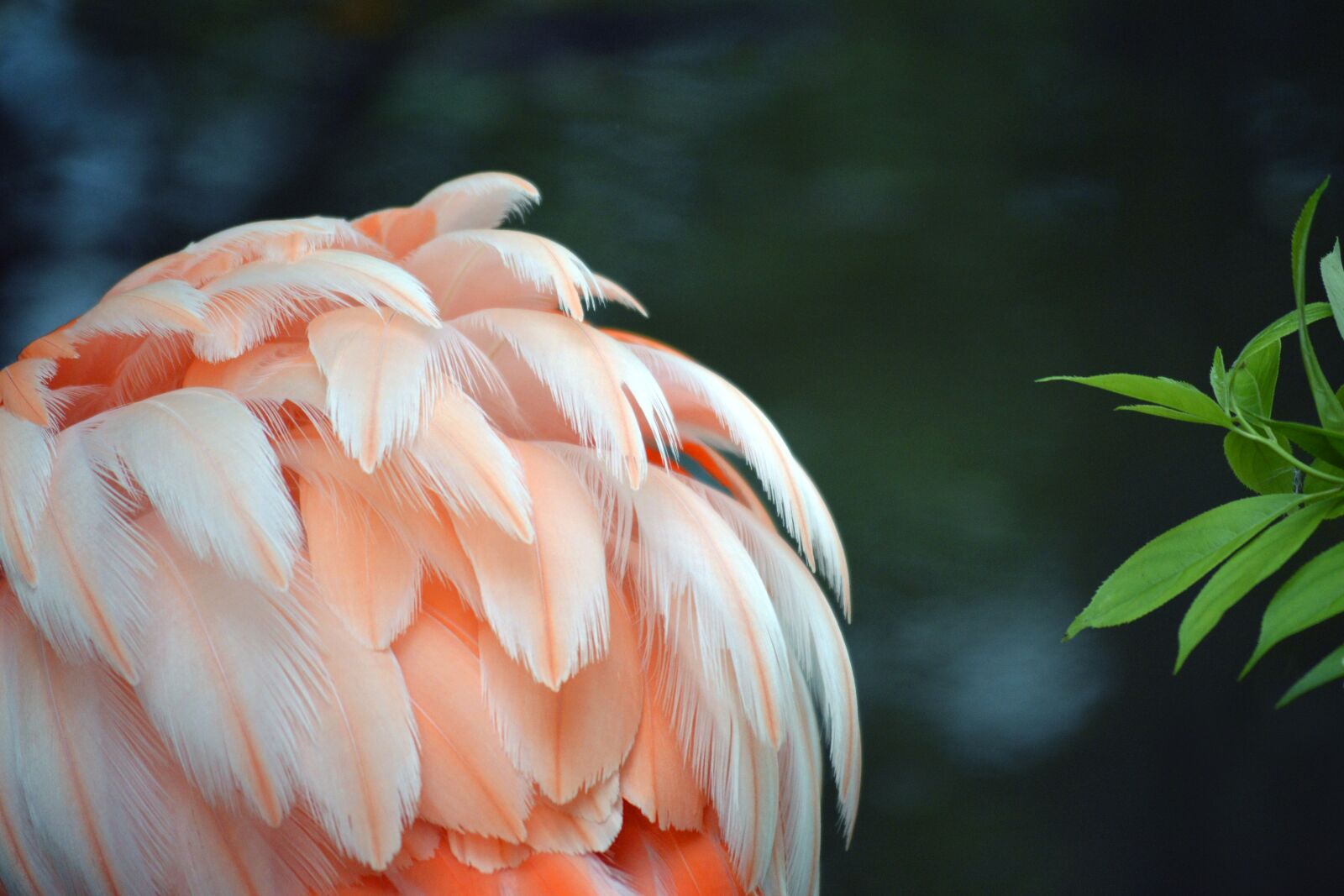 Nikon D3200 sample photo. Flamingo, feather, pink photography