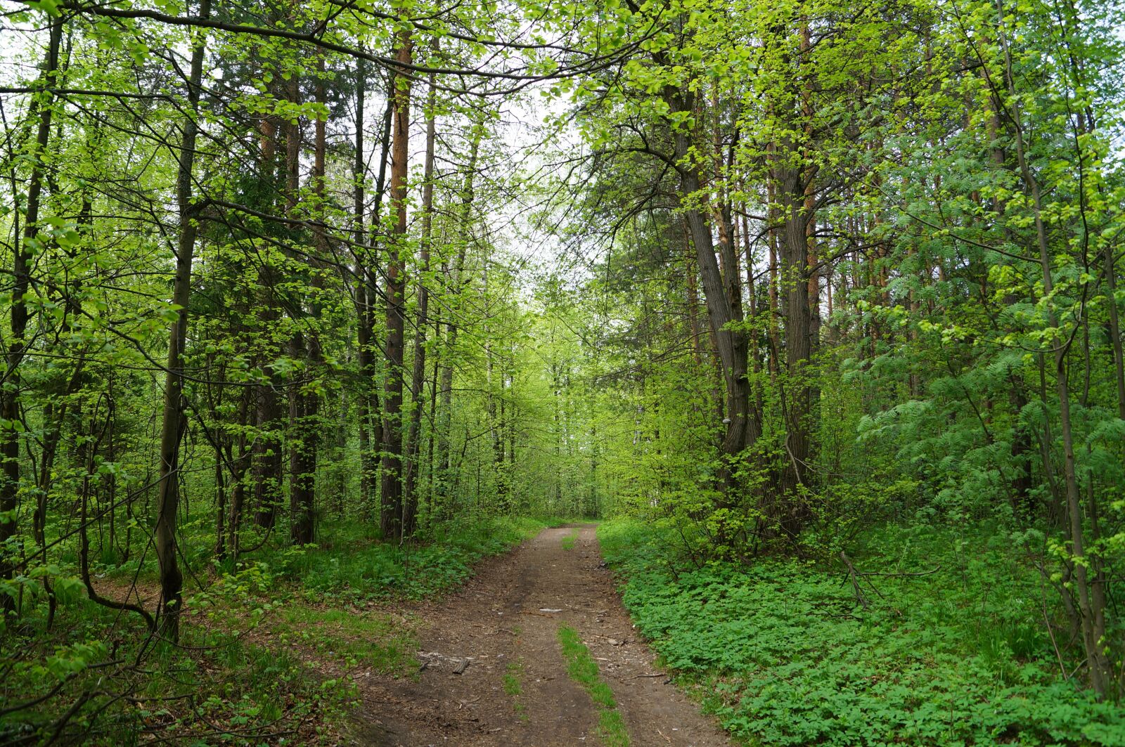 Sony SLT-A57 sample photo. Forest, silence, nature photography