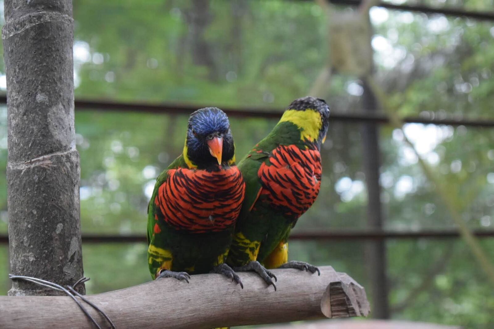Nikon D5300 sample photo. Birds, parrot, colorful photography