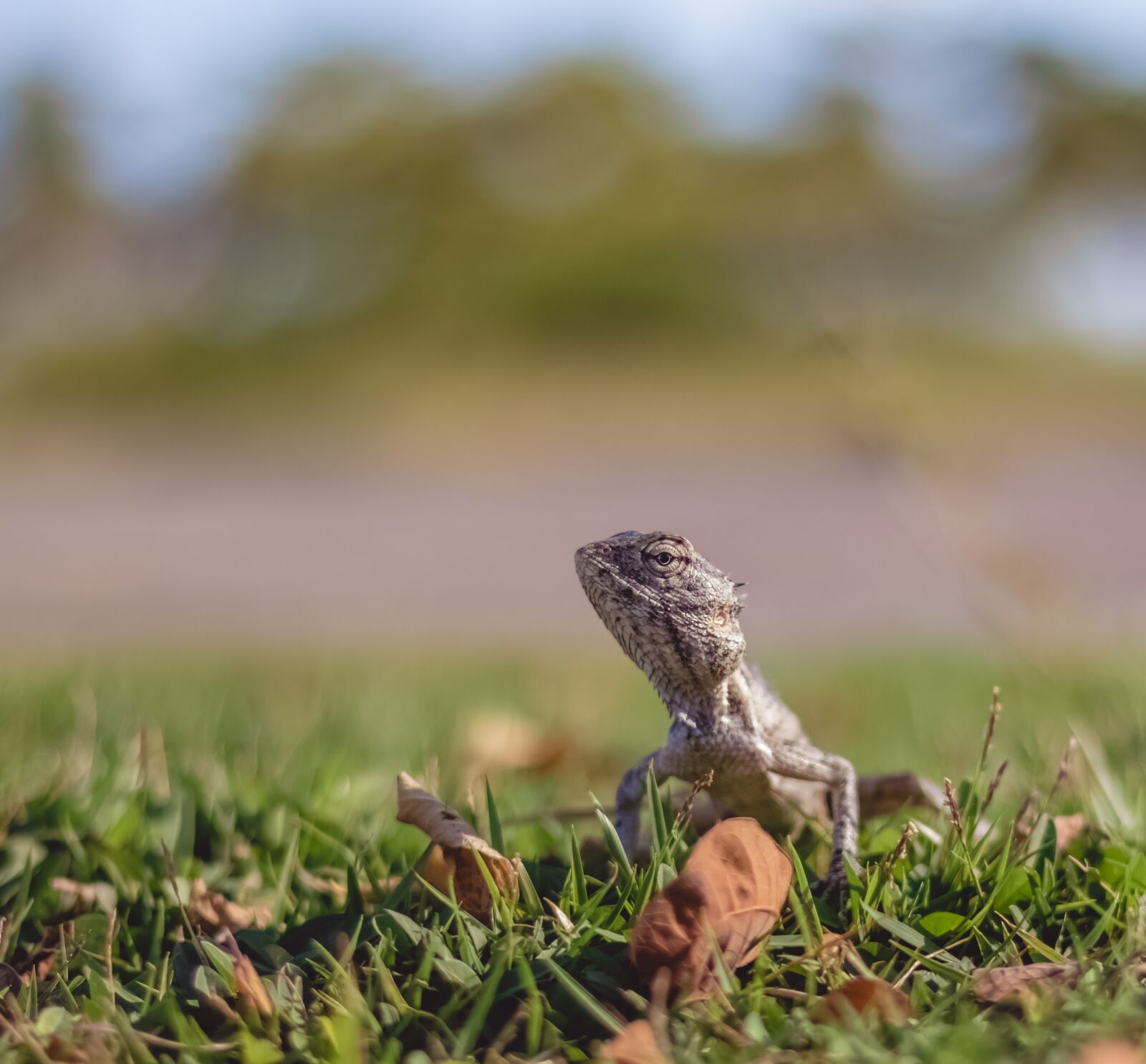 Canon EOS 80D + Canon EF 50mm F1.8 STM sample photo. Wildlife, nature, animal photography