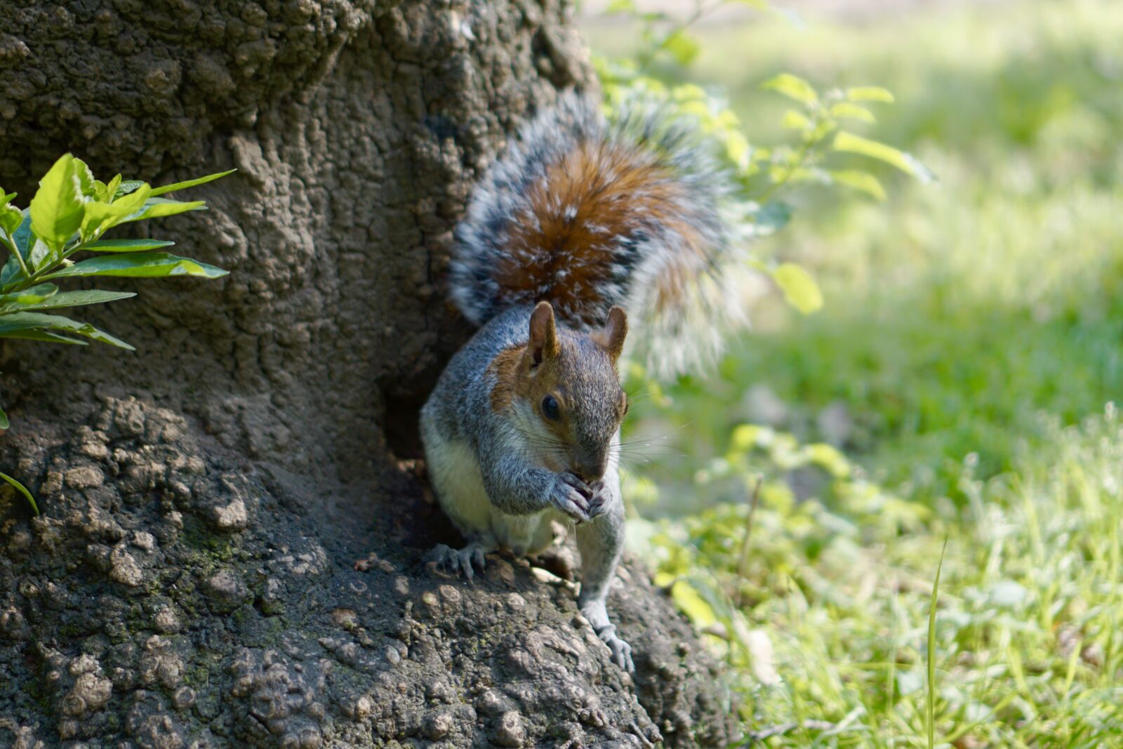 Sony a5100 + Sony E 35mm F1.8 OSS sample photo. Forest, squirrel, park photography