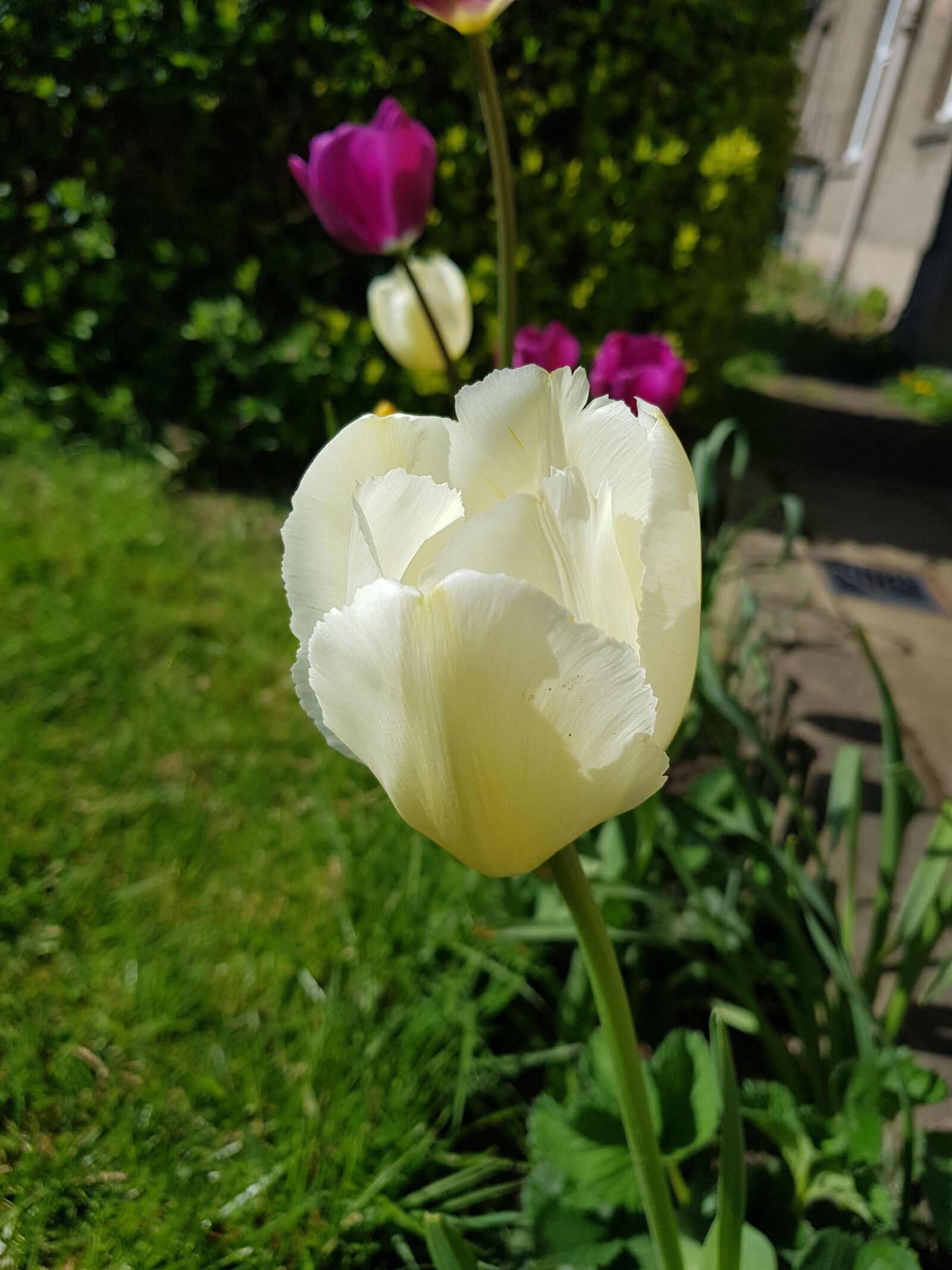 Samsung Galaxy S8+ sample photo. Flower, nature, flora photography