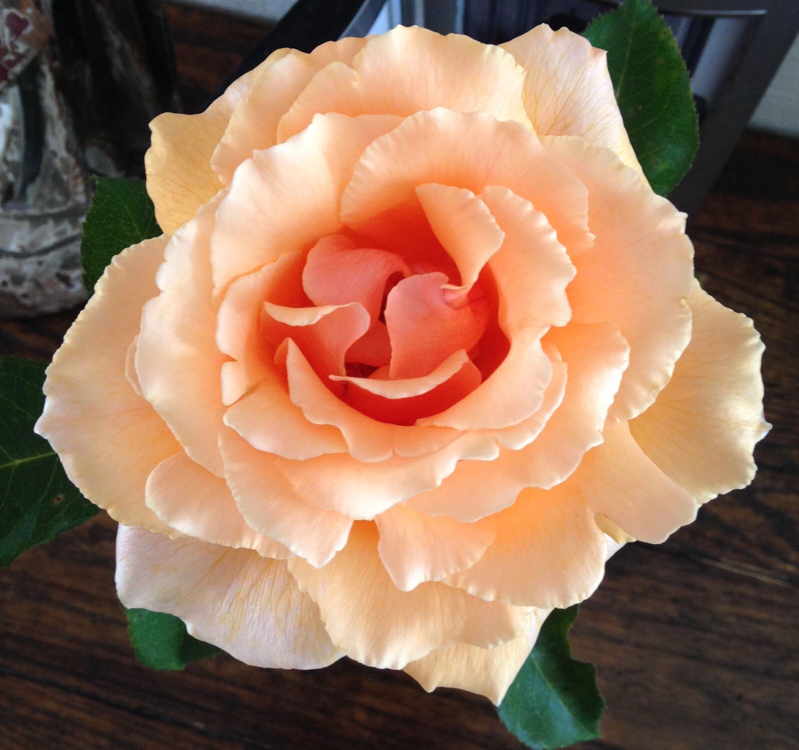 iPhone 5 back camera 4.12mm f/2.4 sample photo. Just, joey, rose, penngrove photography