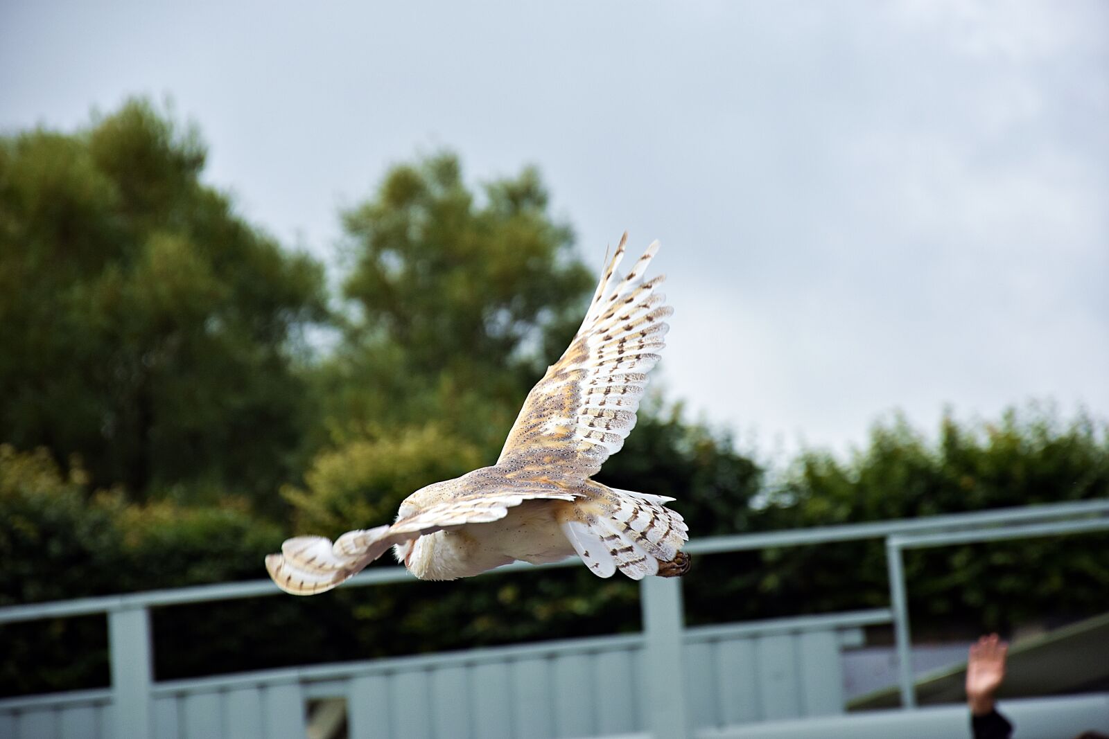 Nikon D3400 sample photo. Owl, raptor, animal photography