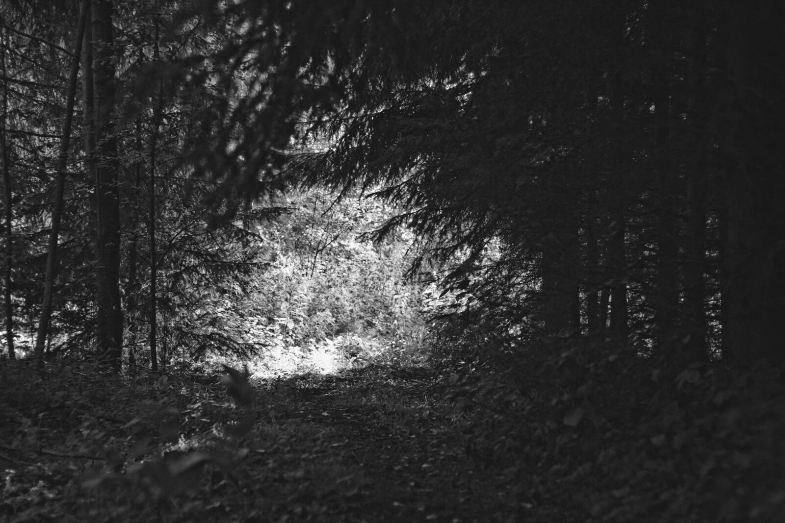 Canon EF 50mm F1.8 II sample photo. Forest, nature, trees photography