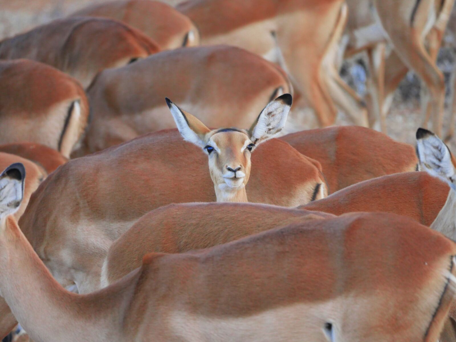 Panasonic Lumix DMC-GX8 sample photo. Impala, flock, center photography