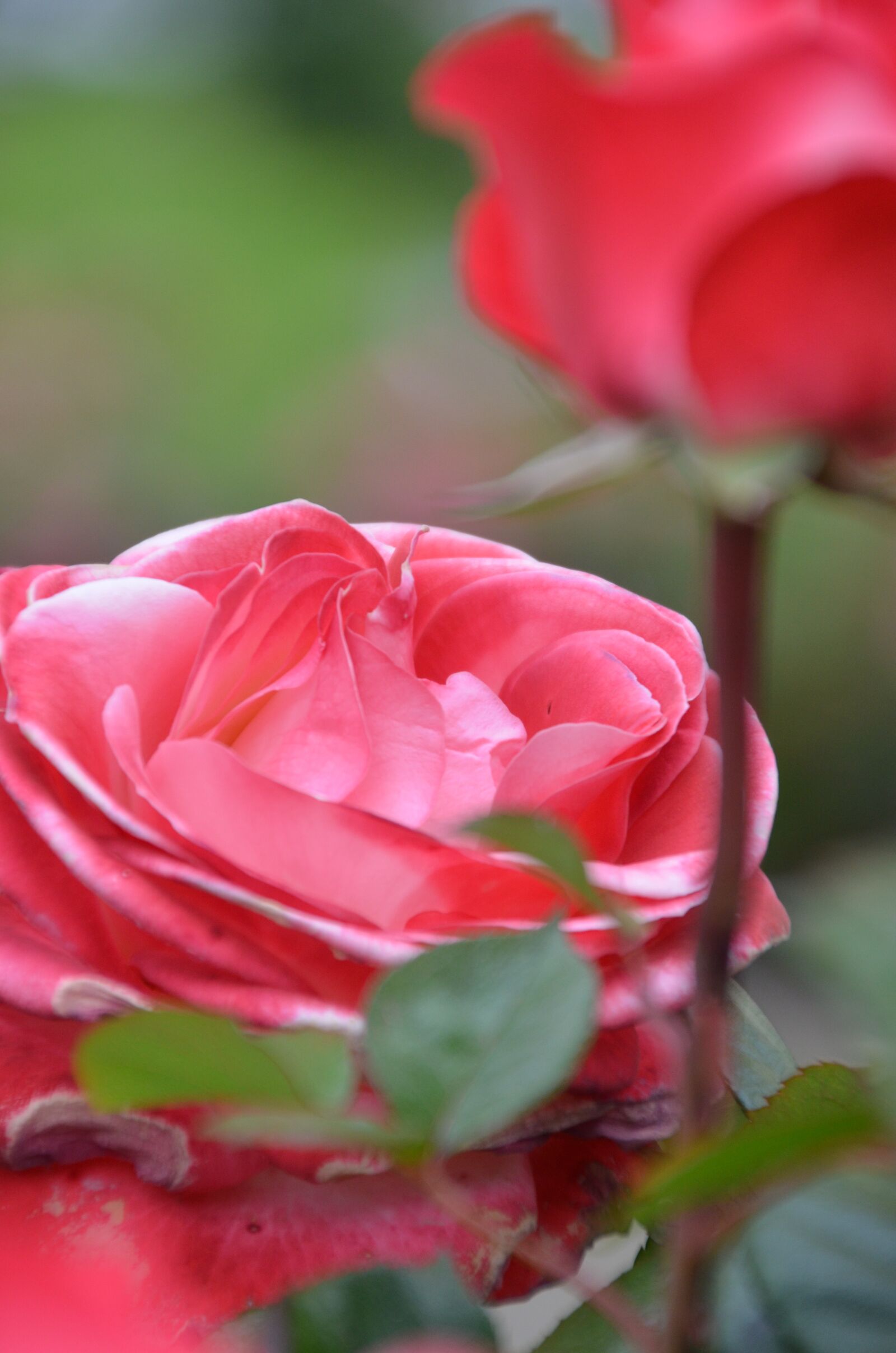 Nikon D5100 sample photo. Flowers, rose, red photography