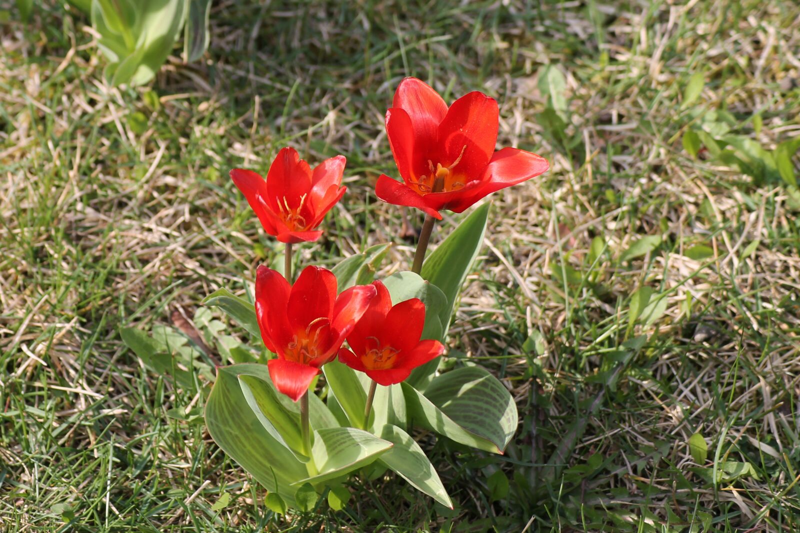 Canon EOS 1100D (EOS Rebel T3 / EOS Kiss X50) sample photo. Meadow, flower, tulips photography