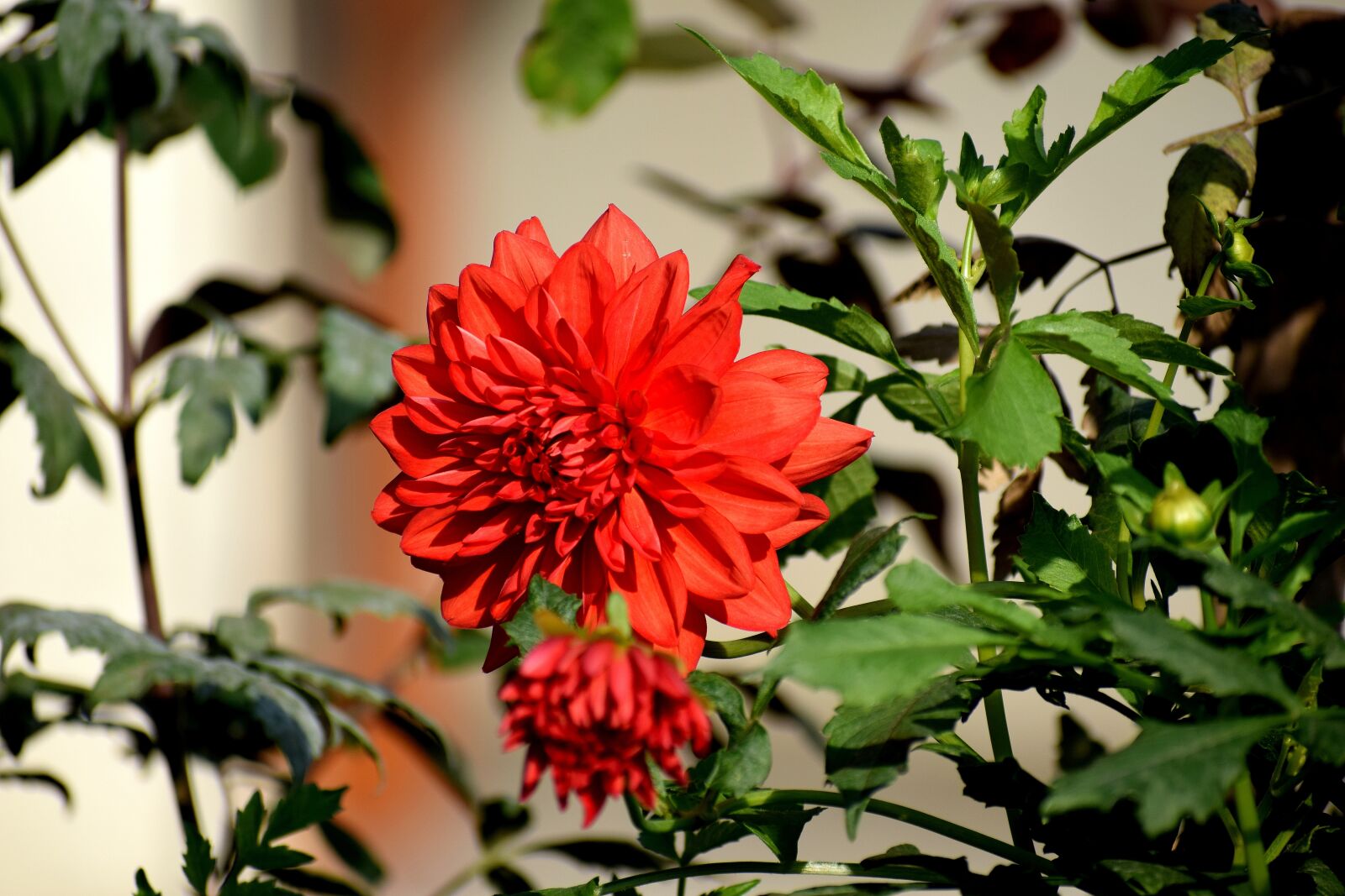 Nikon D3300 sample photo. Red, flower, nature photography