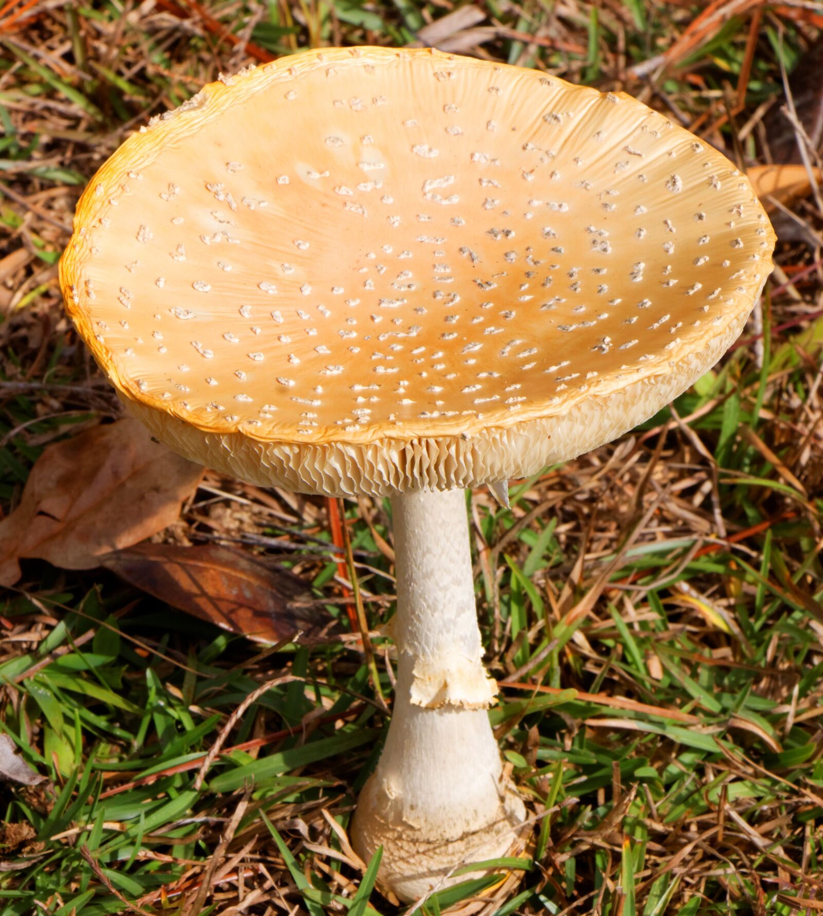 Canon EOS 70D sample photo. Mushroom, amanita muscaria, flavivolvata photography