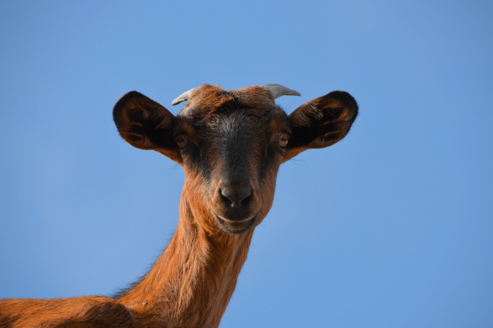 Nikon D5100 sample photo. Goat, livestock, animal photography