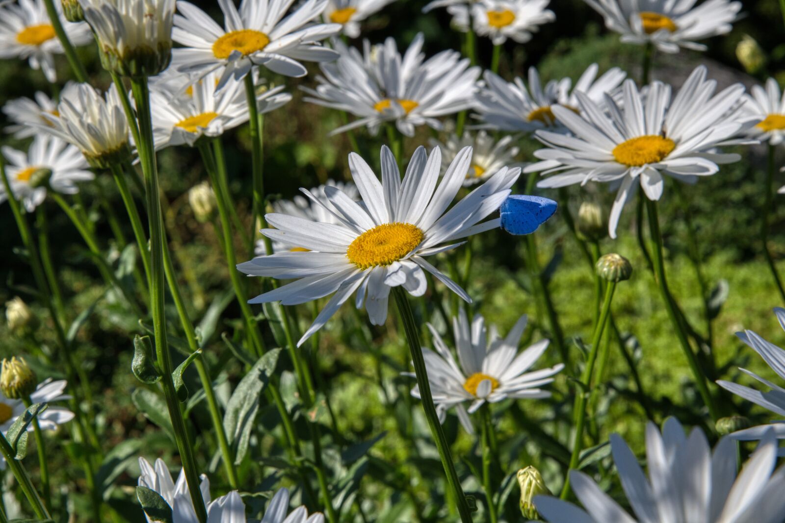 Nikon D850 sample photo. Daisies, flowers, garden photography