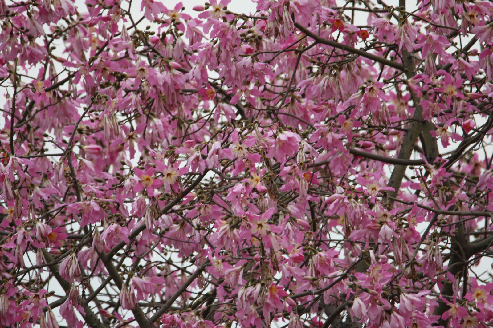 Canon EOS 7D Mark II sample photo. Flowers, garden, pink, tree photography