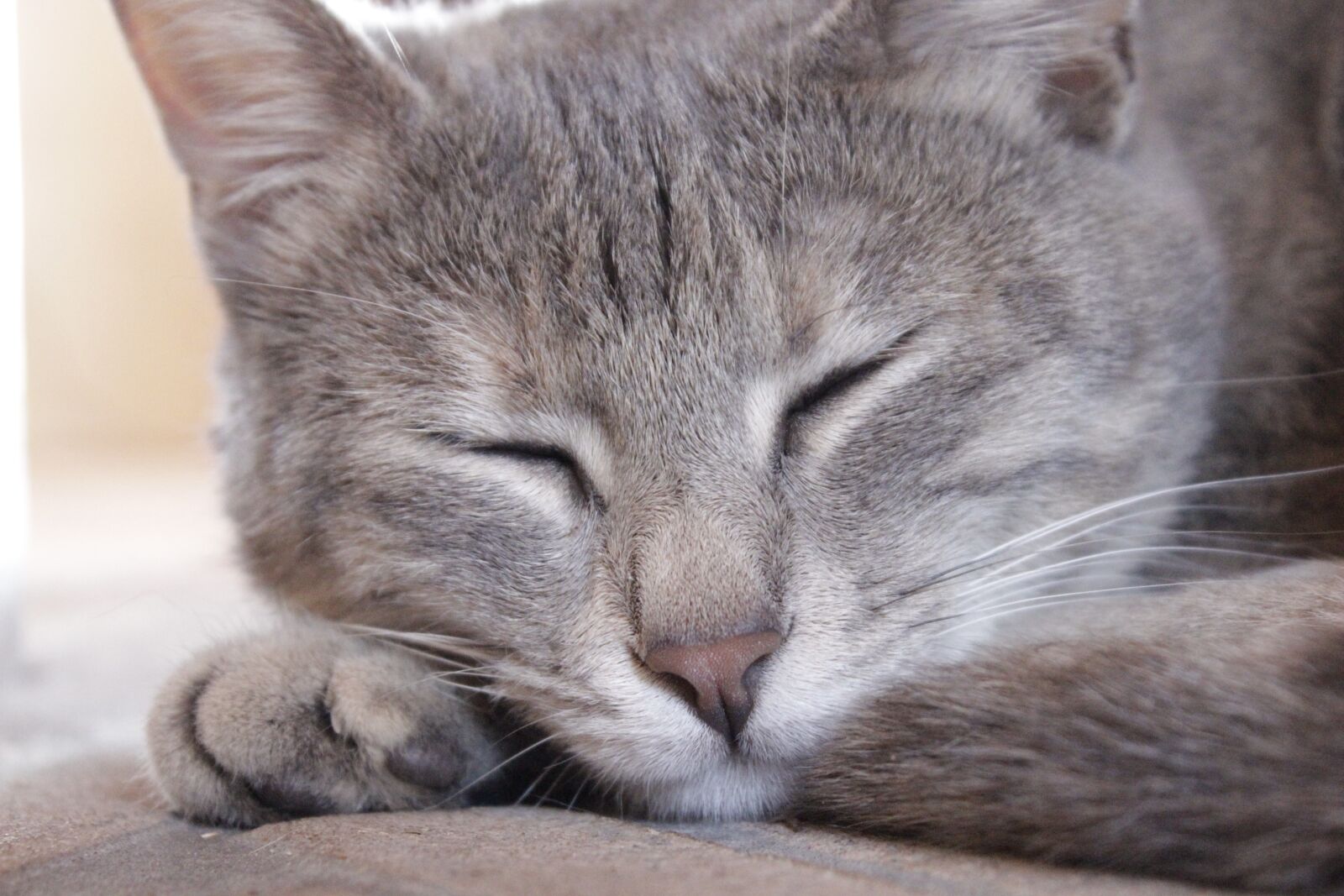 Canon EOS 600D (Rebel EOS T3i / EOS Kiss X5) sample photo. House, tranquility, pet photography