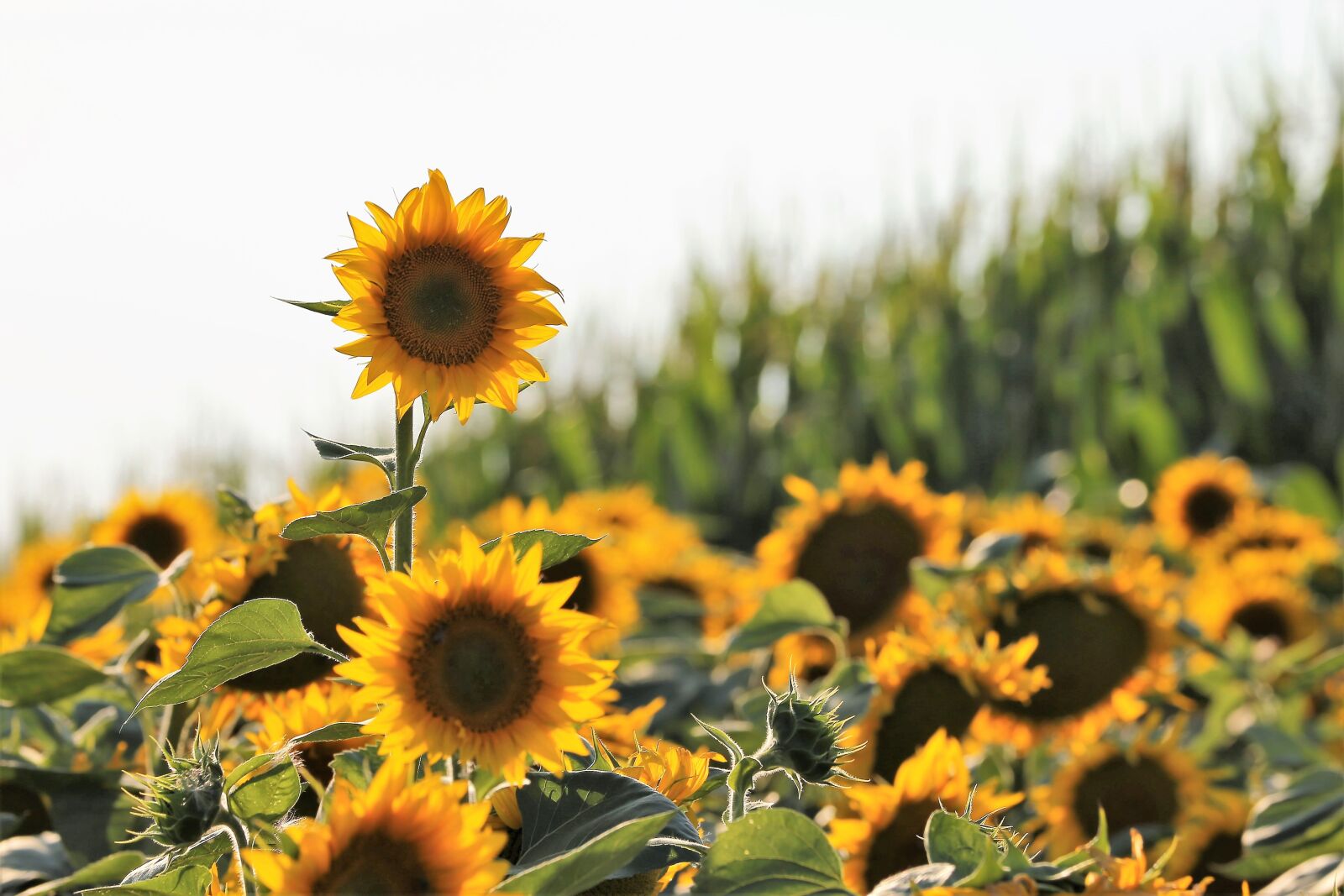 Canon EF 70-300 F4-5.6 IS II USM sample photo. Agriculture, sunflowers, bloom photography
