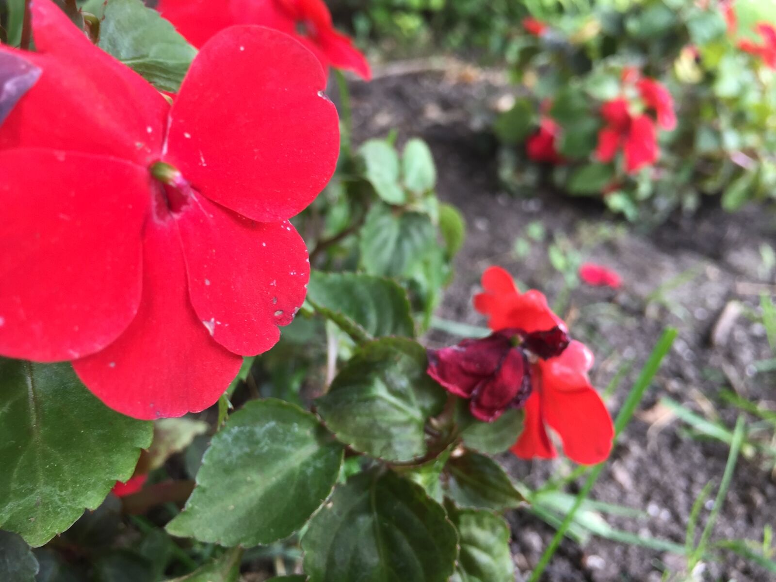 iPhone 6 back camera 4.15mm f/2.2 sample photo. Beautiful, beautiful, flowers, dark photography