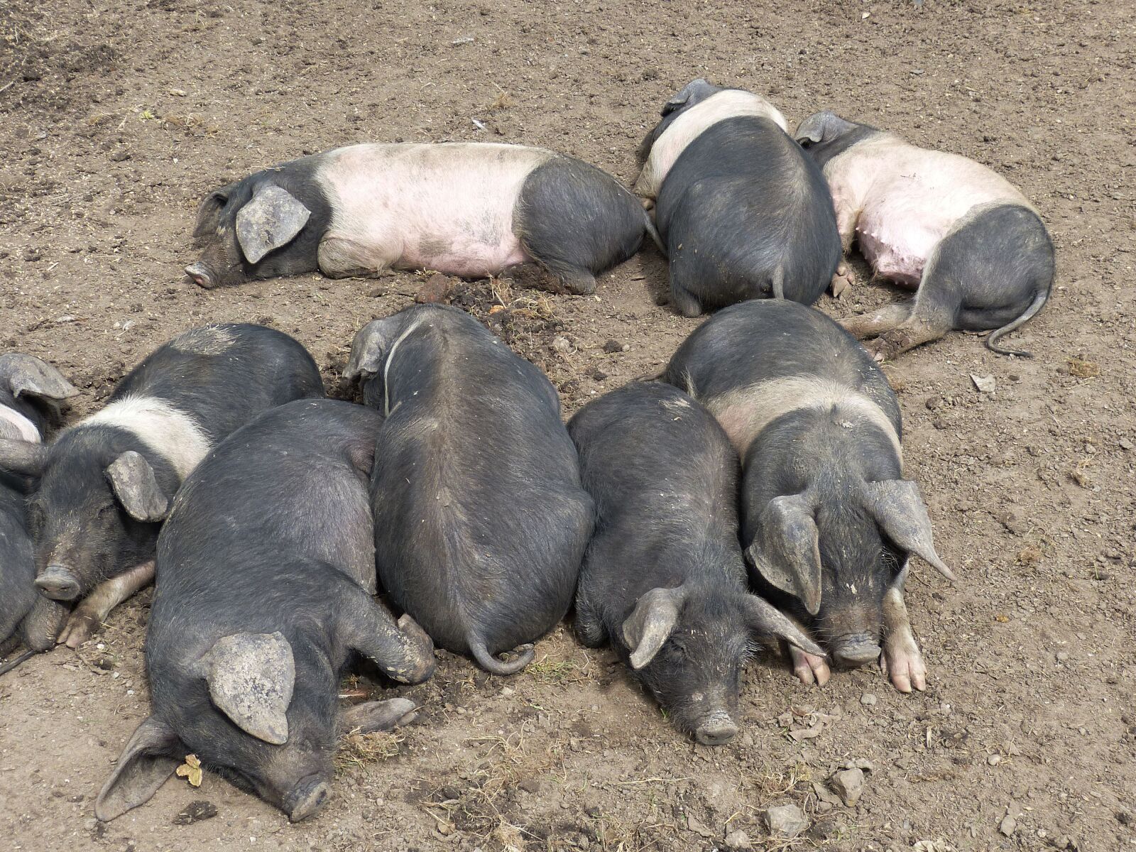 Panasonic Lumix DMC-FZ150 sample photo. Pig, open air museum photography