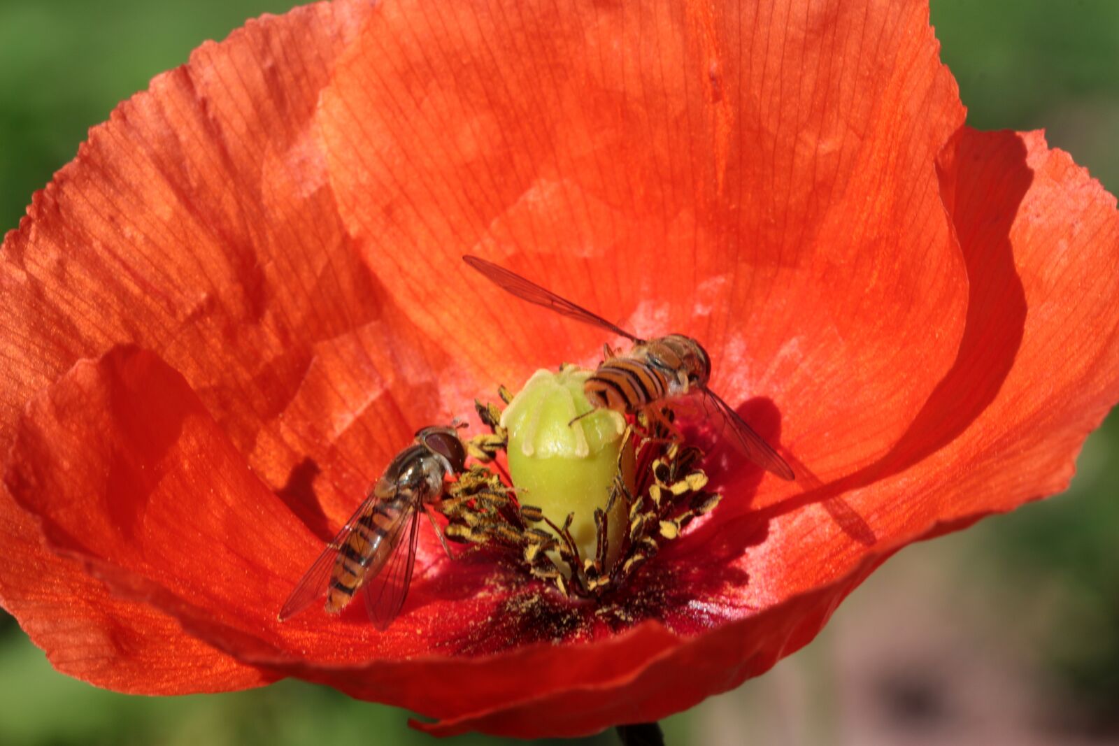Canon EOS 650D (EOS Rebel T4i / EOS Kiss X6i) sample photo. Poppy, klatschmohn, poppy flower photography