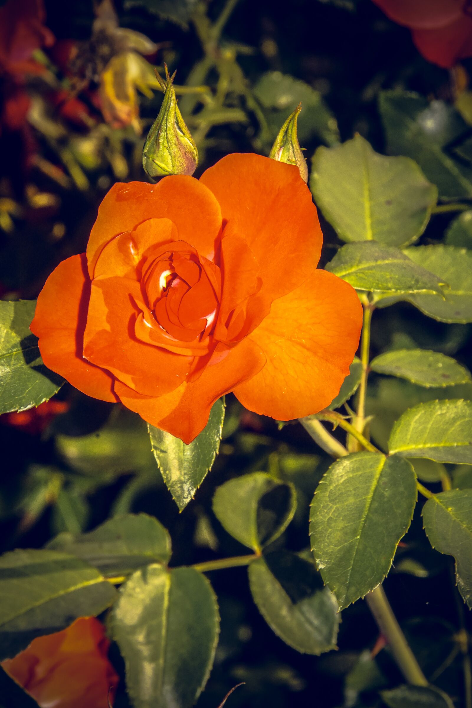 Sony ILCA-77M2 sample photo. Rose, blossom, bloom photography
