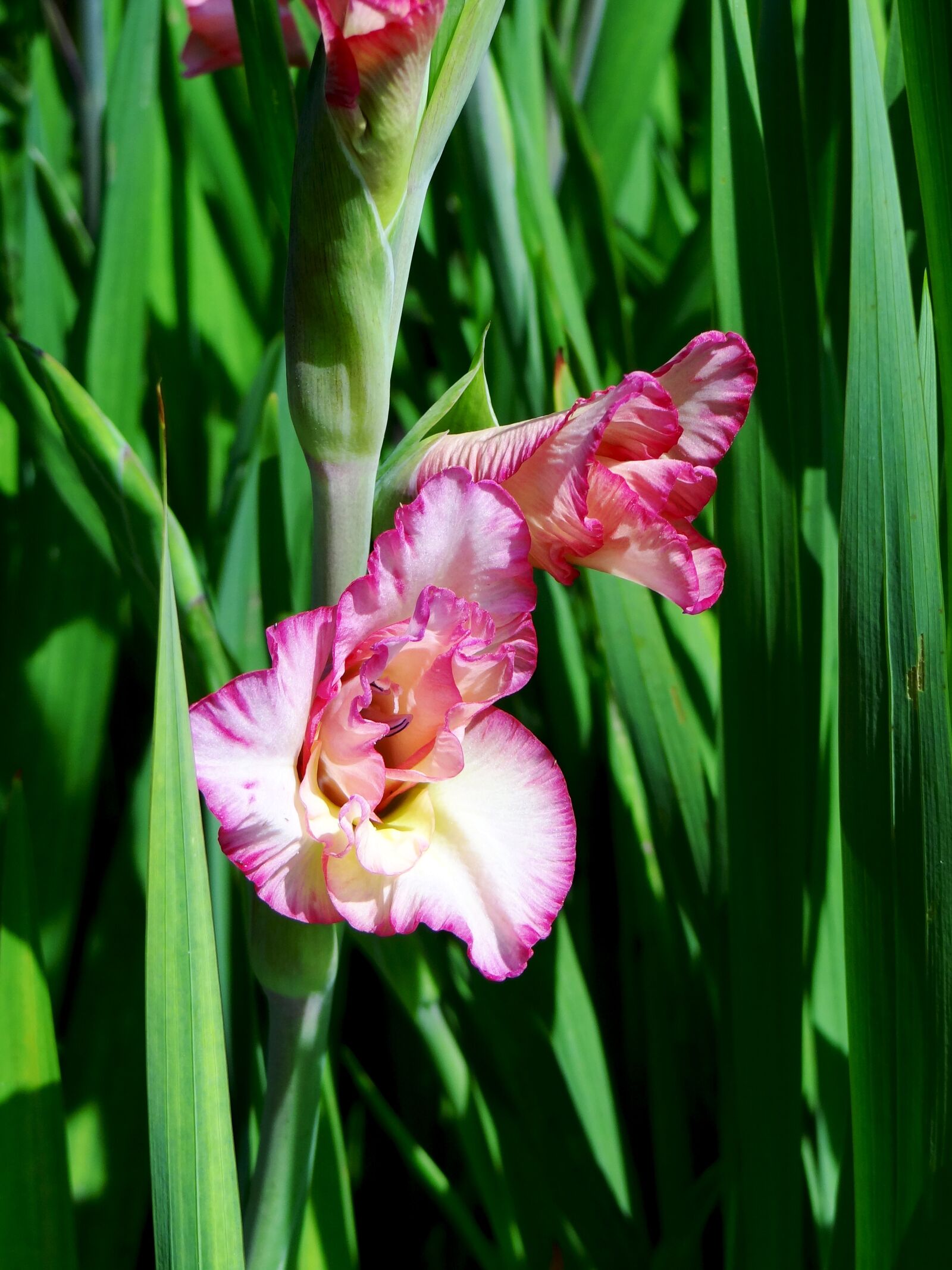 Sony Cyber-shot DSC-HX100V sample photo. Floral, pink flowers, nature photography