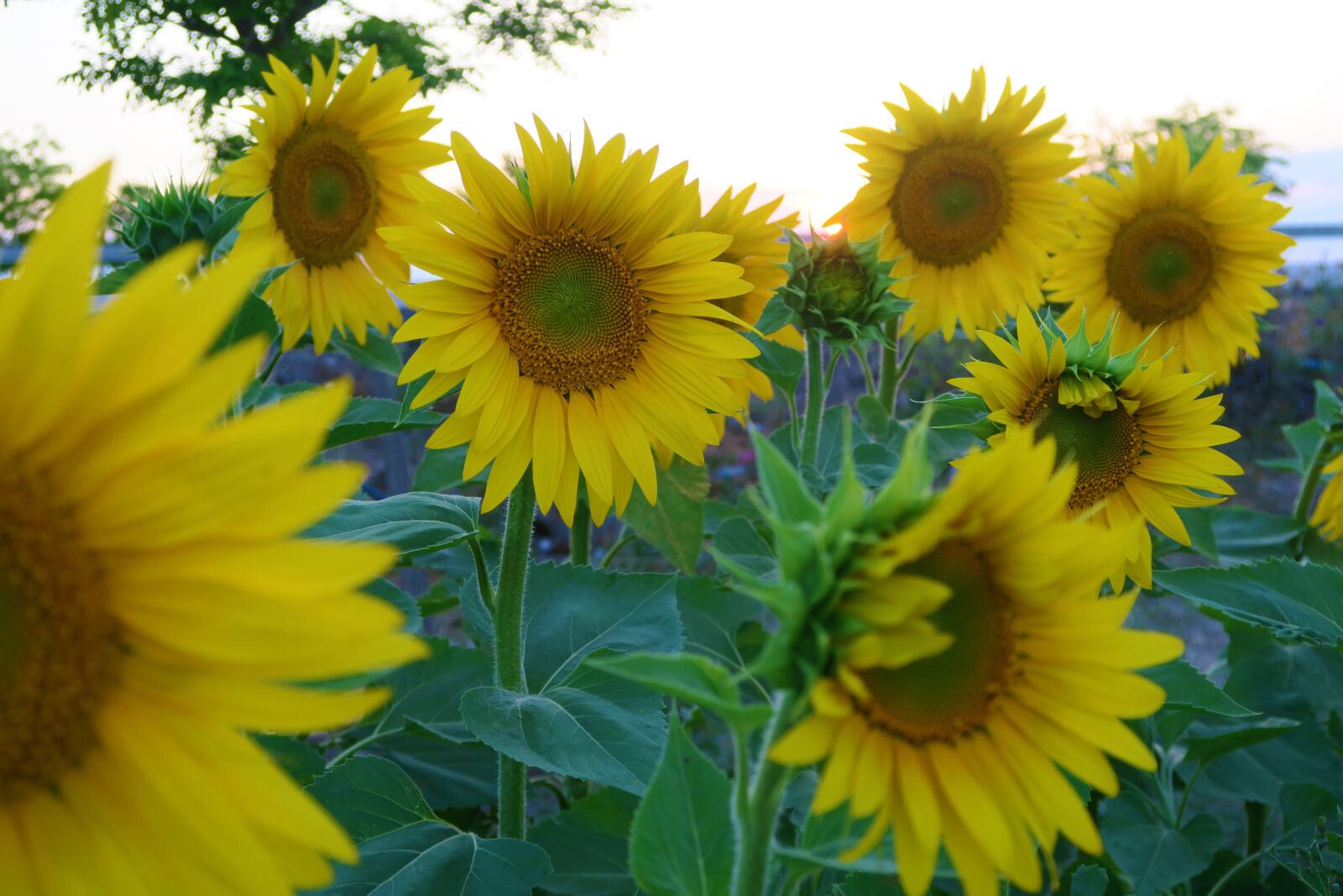 Canon PowerShot G7 X sample photo. Sunflower, plant, flower photography
