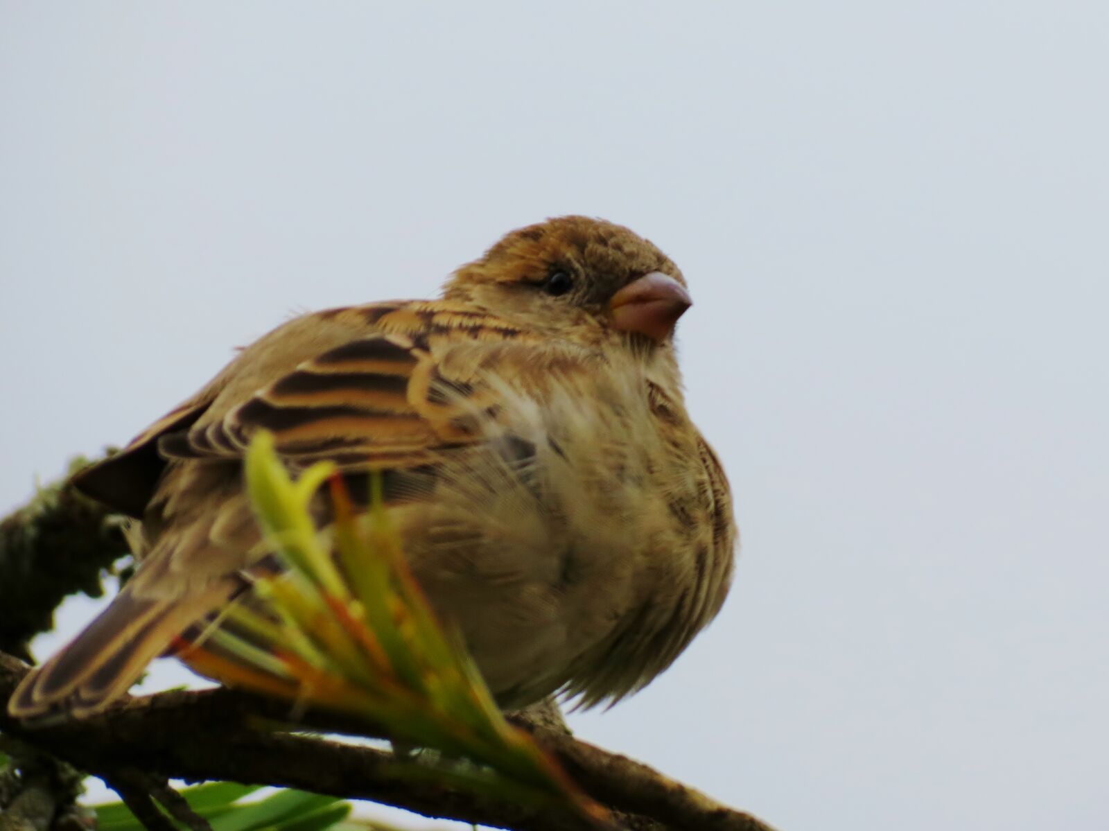 Canon PowerShot SX40 HS sample photo. Sparrow photography