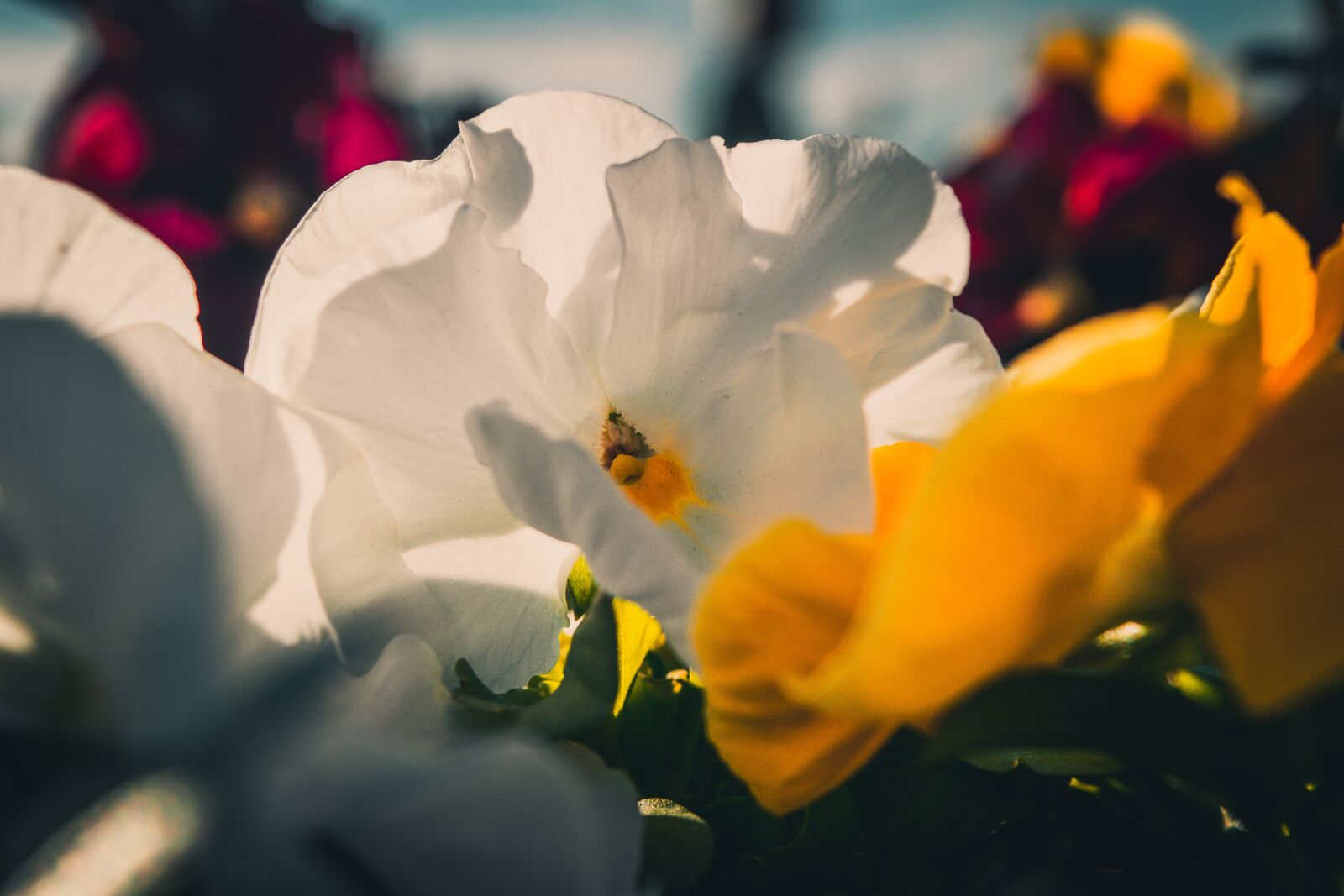 Nikon D3300 sample photo. Flower, white flower, orange photography