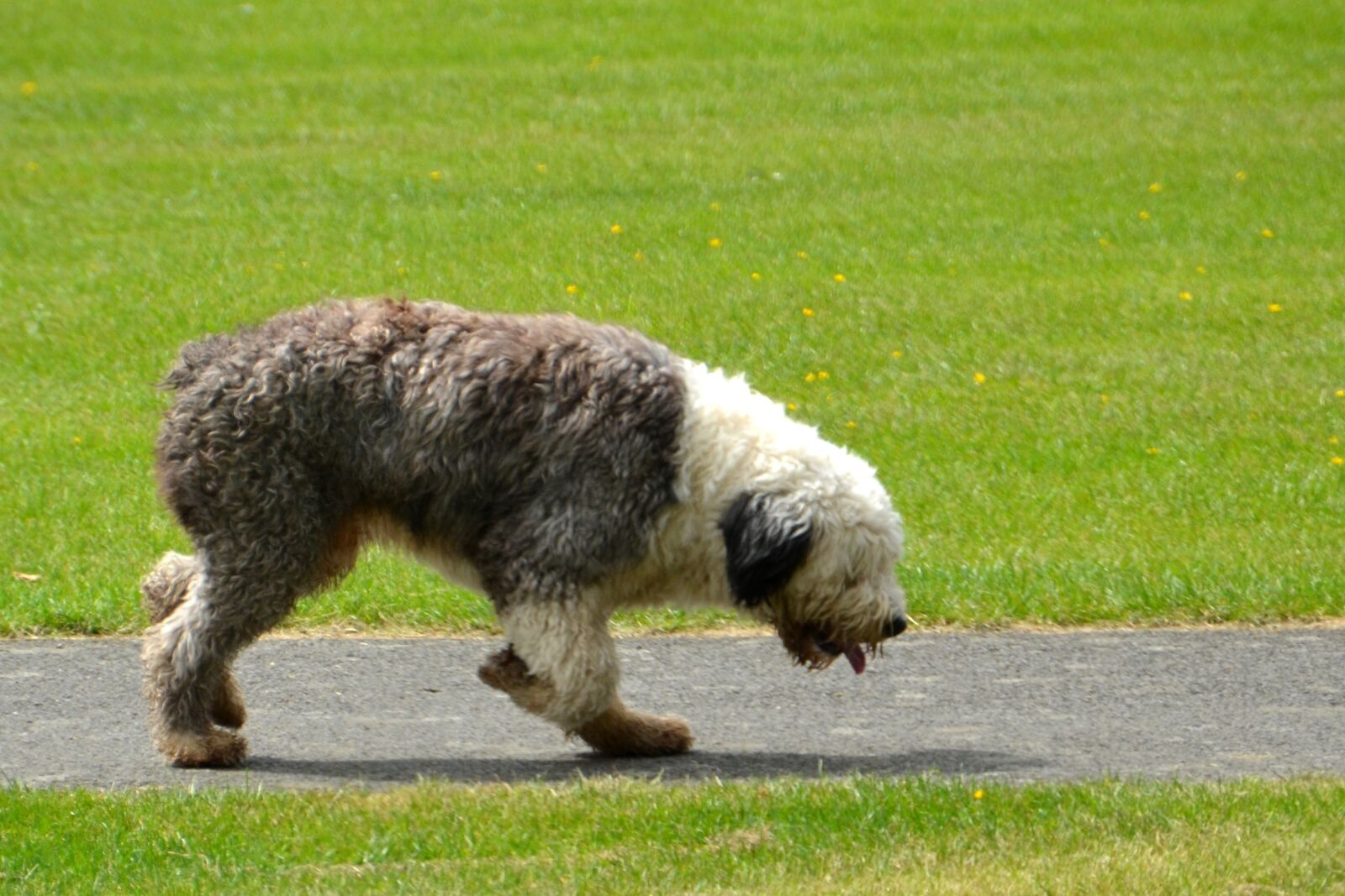 Nikon D5100 sample photo. Bobtail, dog, cute photography