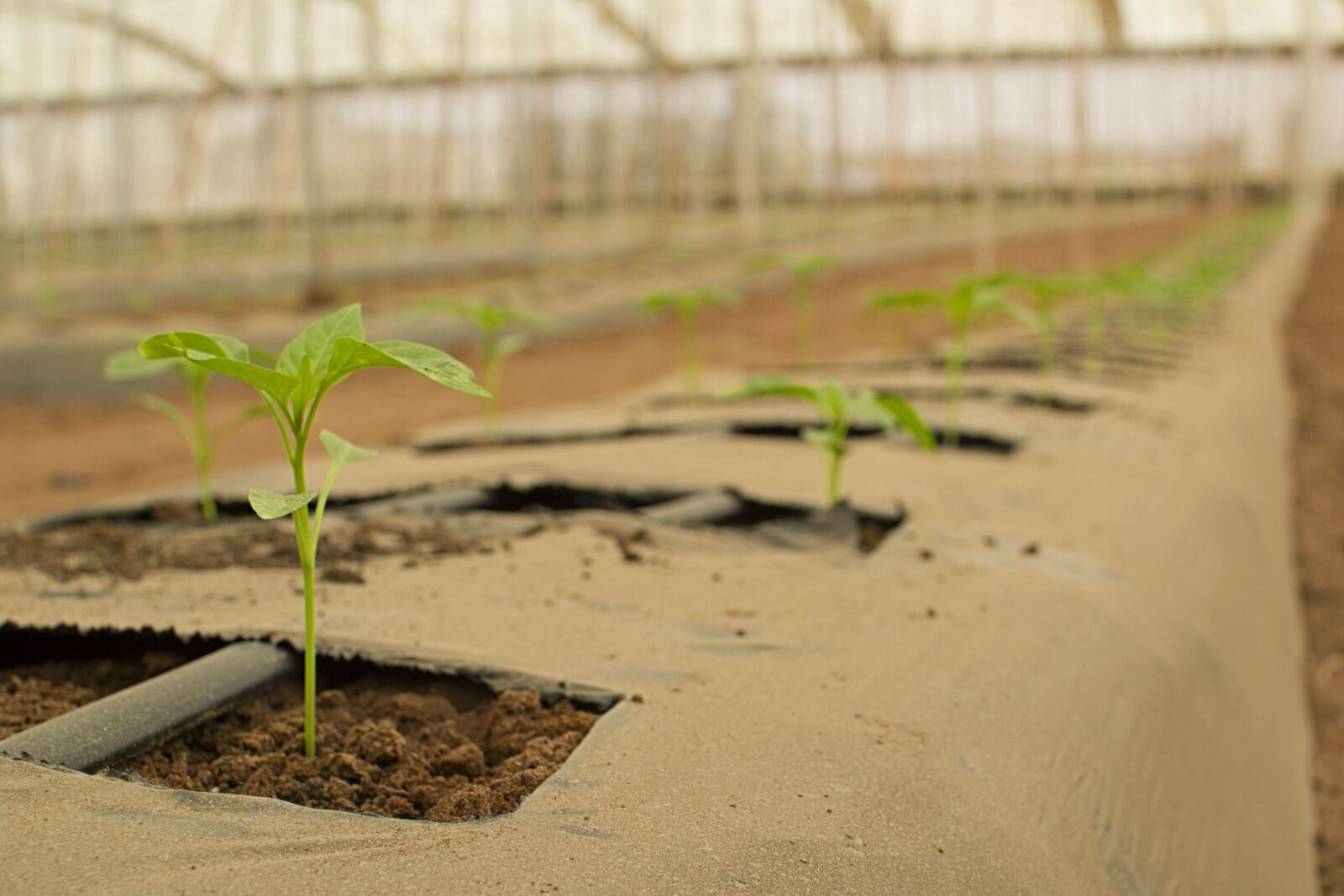 Canon EOS 7D sample photo. Agriculture, bio, farm photography