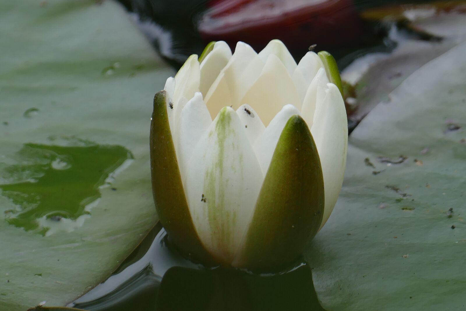 Panasonic Lumix DMC-FZ1000 sample photo. Close up, water lily photography