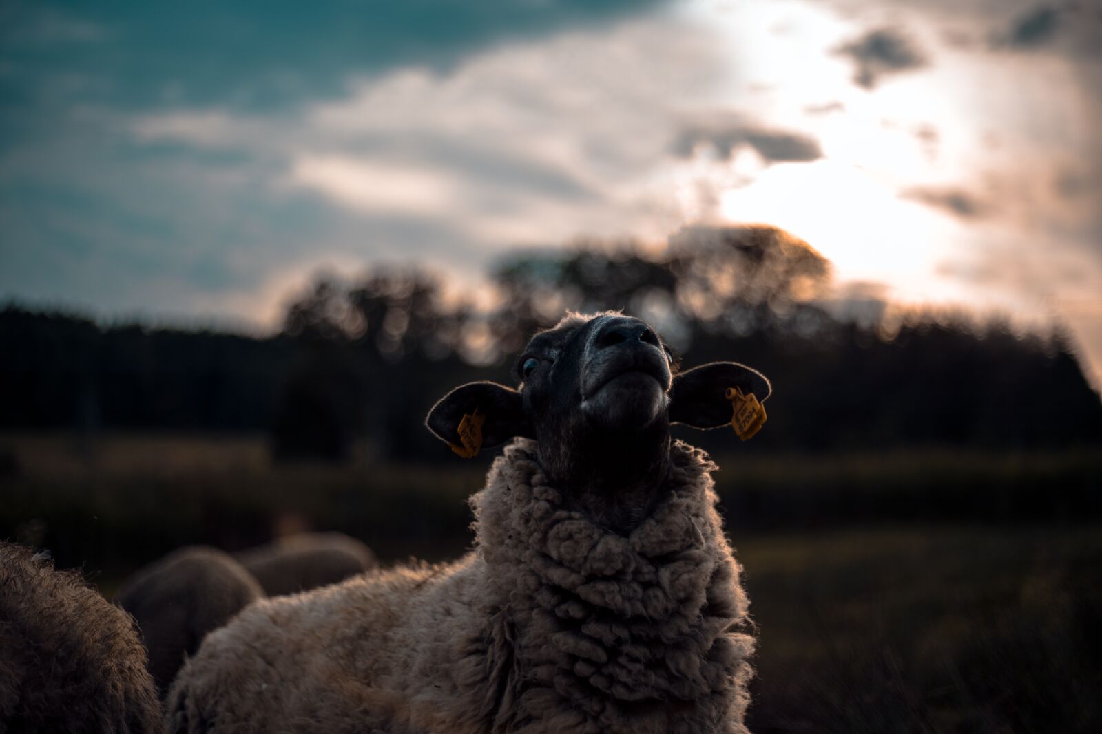 Canon EF 50mm F1.8 II sample photo. Animal, economic, sheep photography