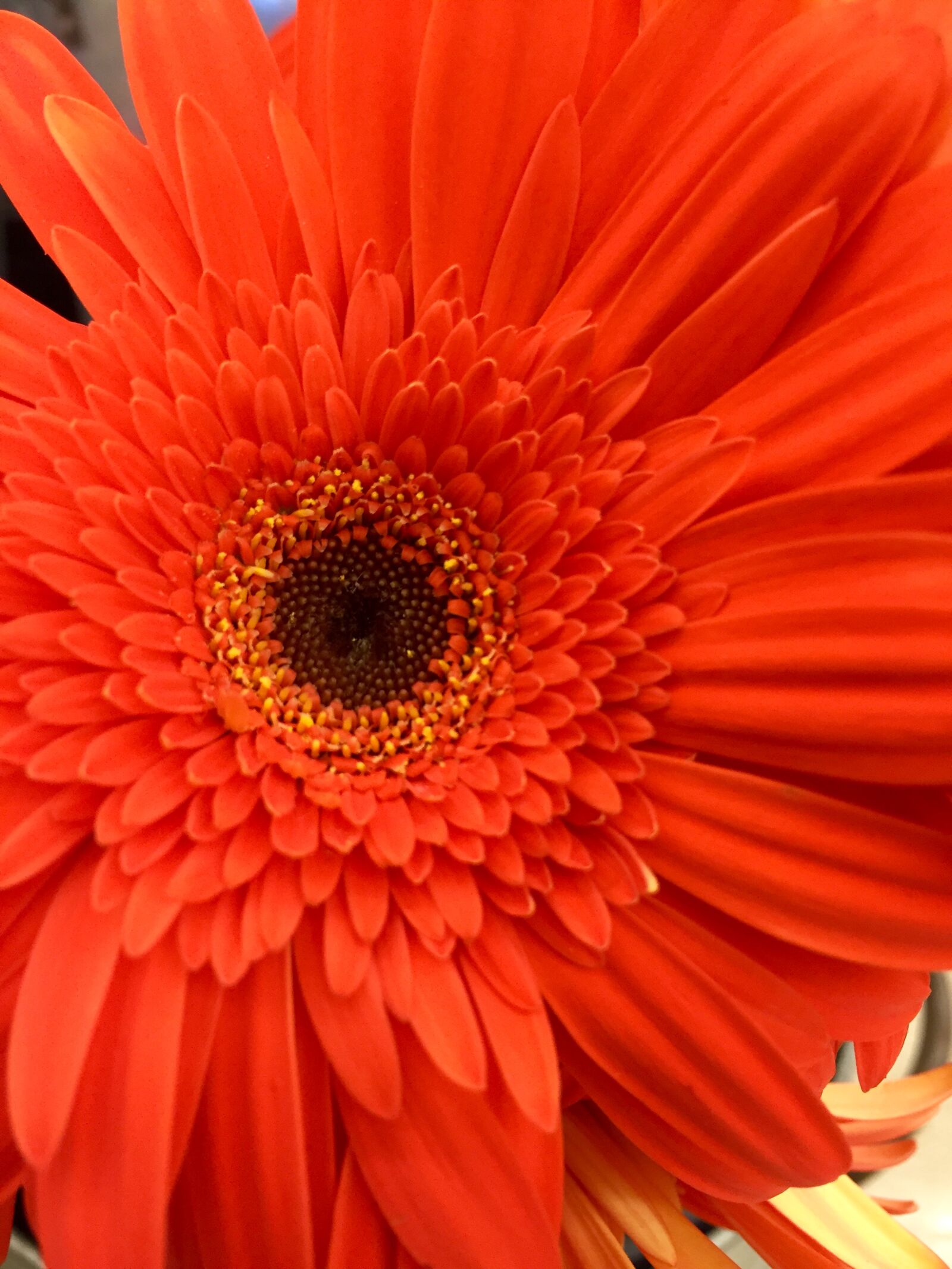 Apple iPhone 6 Plus sample photo. Bloom, blossom, close, flower photography