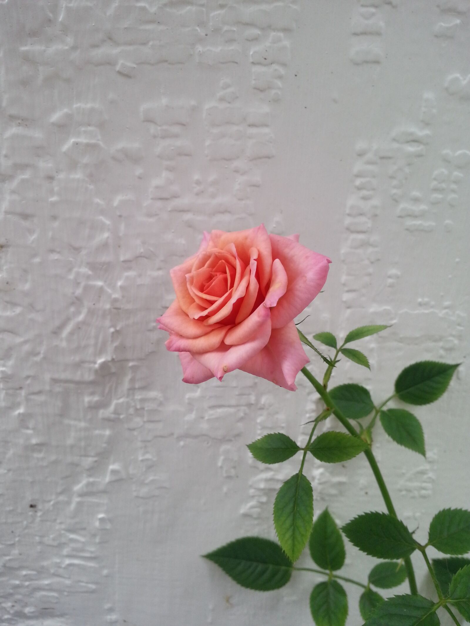 Samsung Galaxy Note2 sample photo. Rose, flower, pink rose photography