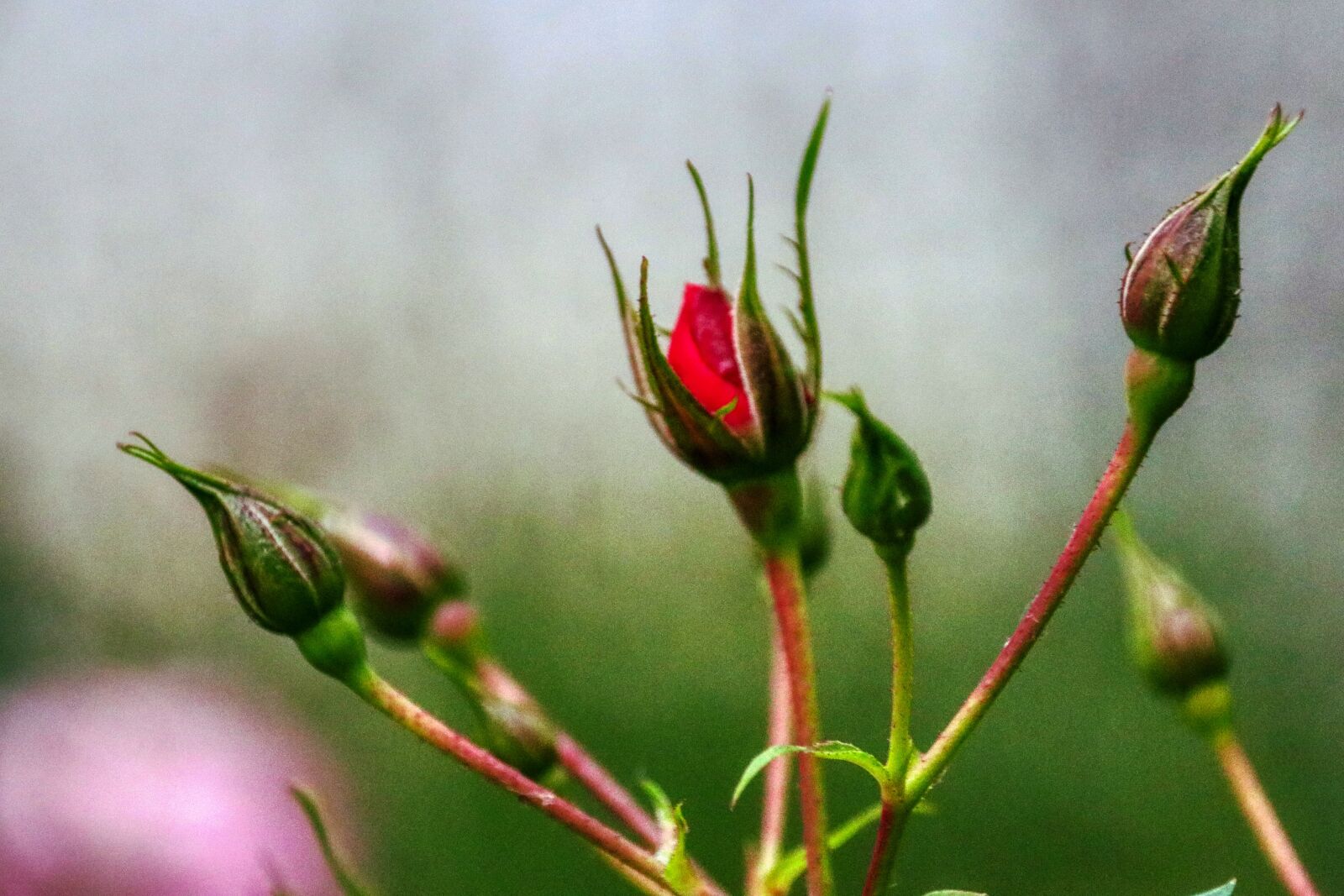 Canon EOS 80D sample photo. Rose, green, bud photography