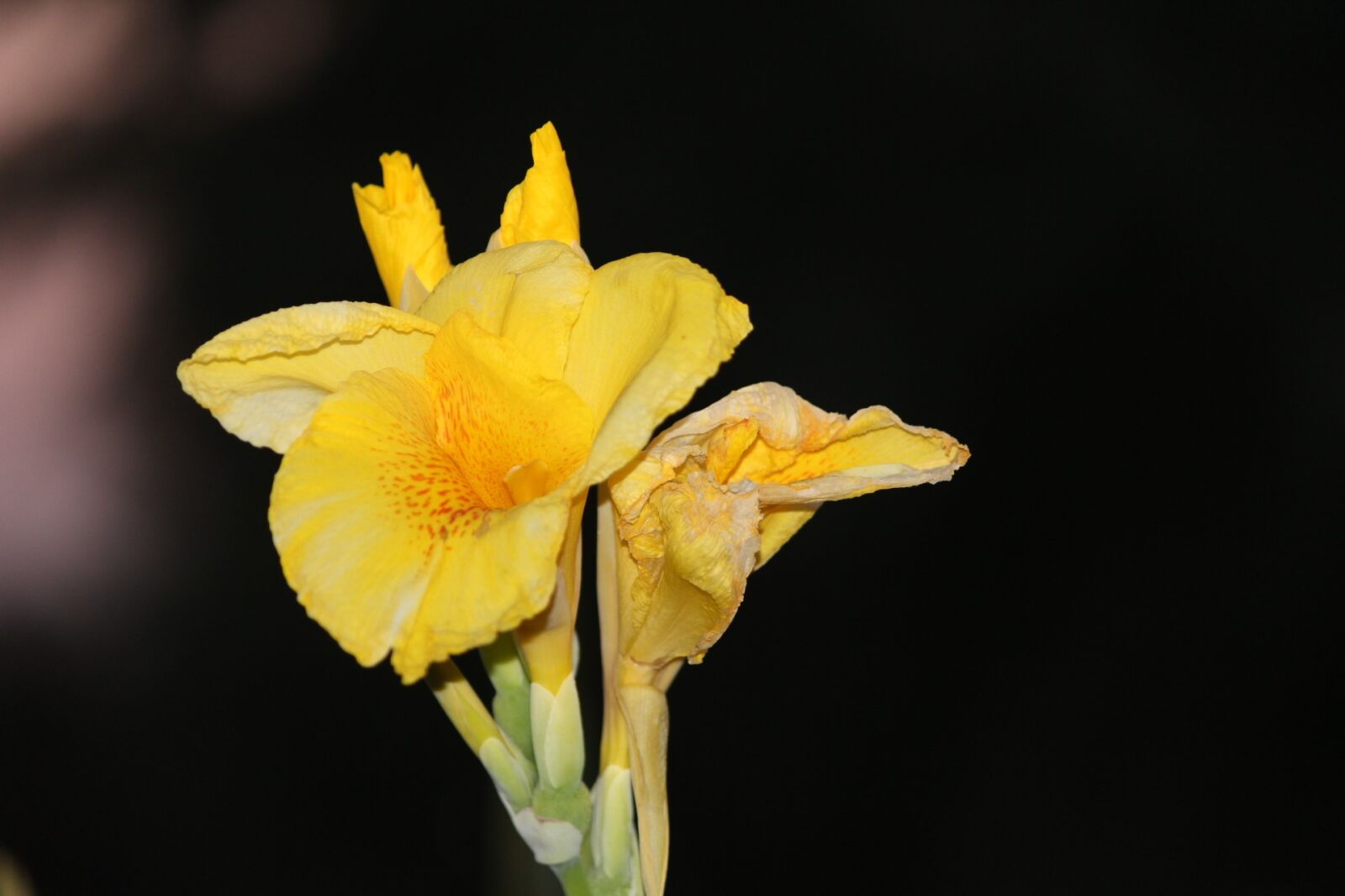 Canon EOS 600D (Rebel EOS T3i / EOS Kiss X5) sample photo. Lily, concerning, flower photography
