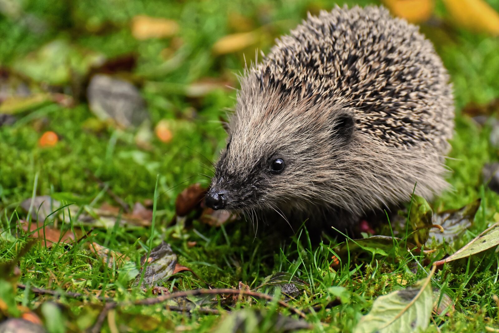 Nikon D7200 sample photo. Hedgehog, animal, spur photography