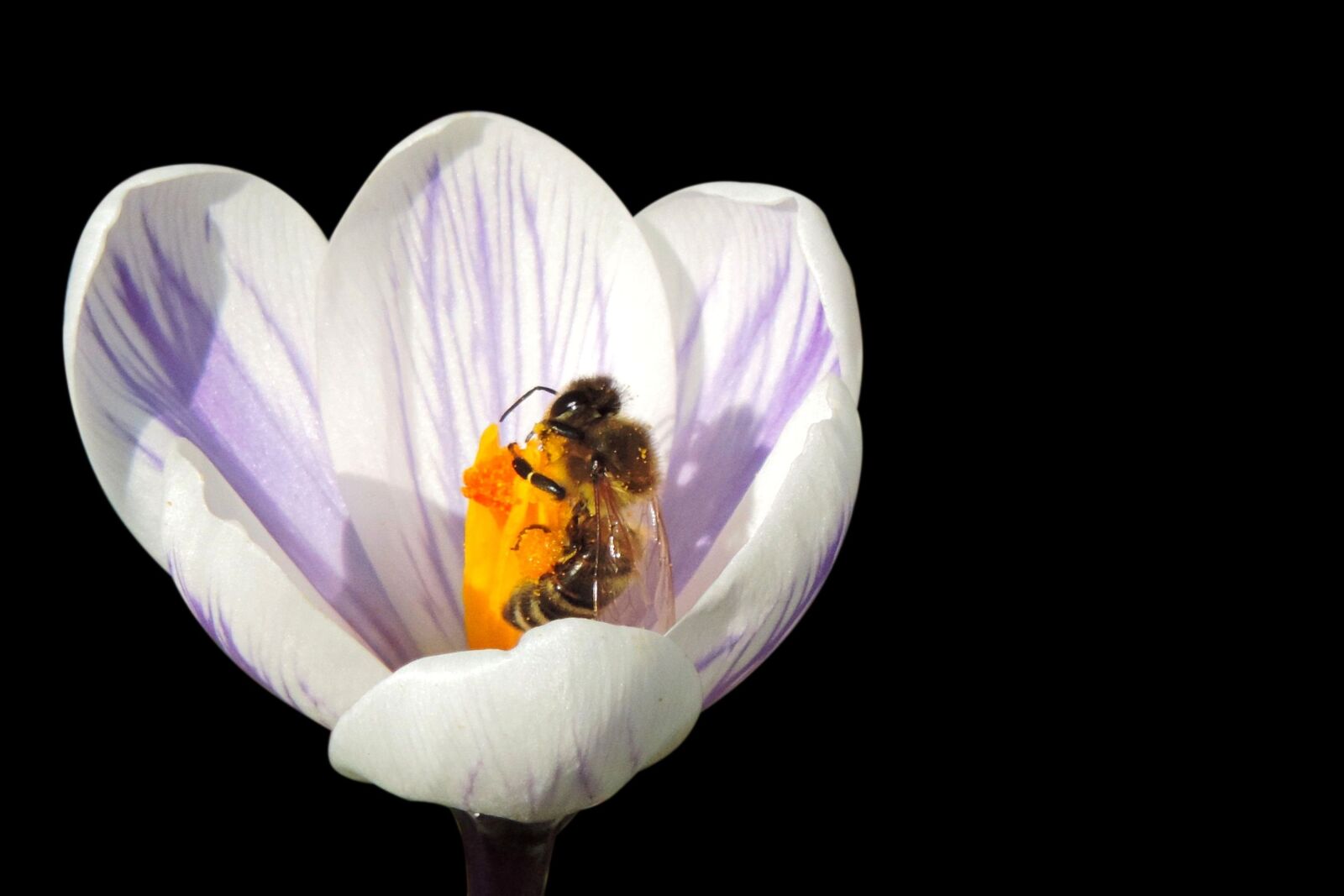 Nikon Coolpix P520 sample photo. Crocus, bee, frühlingsanfang photography