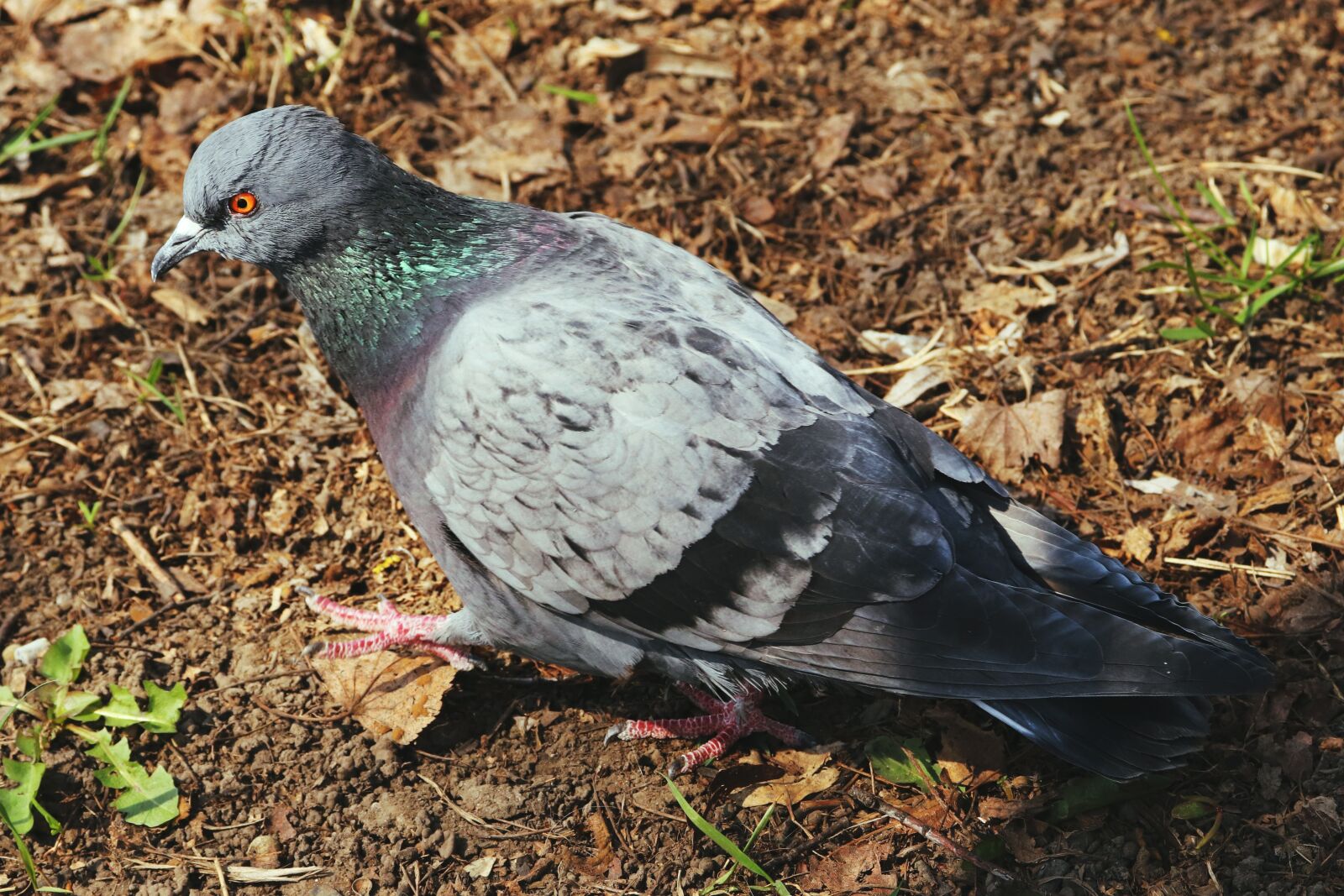 Canon EOS 200D (EOS Rebel SL2 / EOS Kiss X9) sample photo. Dove, a serious look photography
