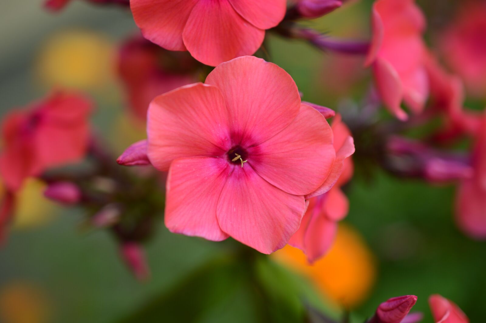 Nikon D3200 sample photo. Geranium, blossom, pink photography