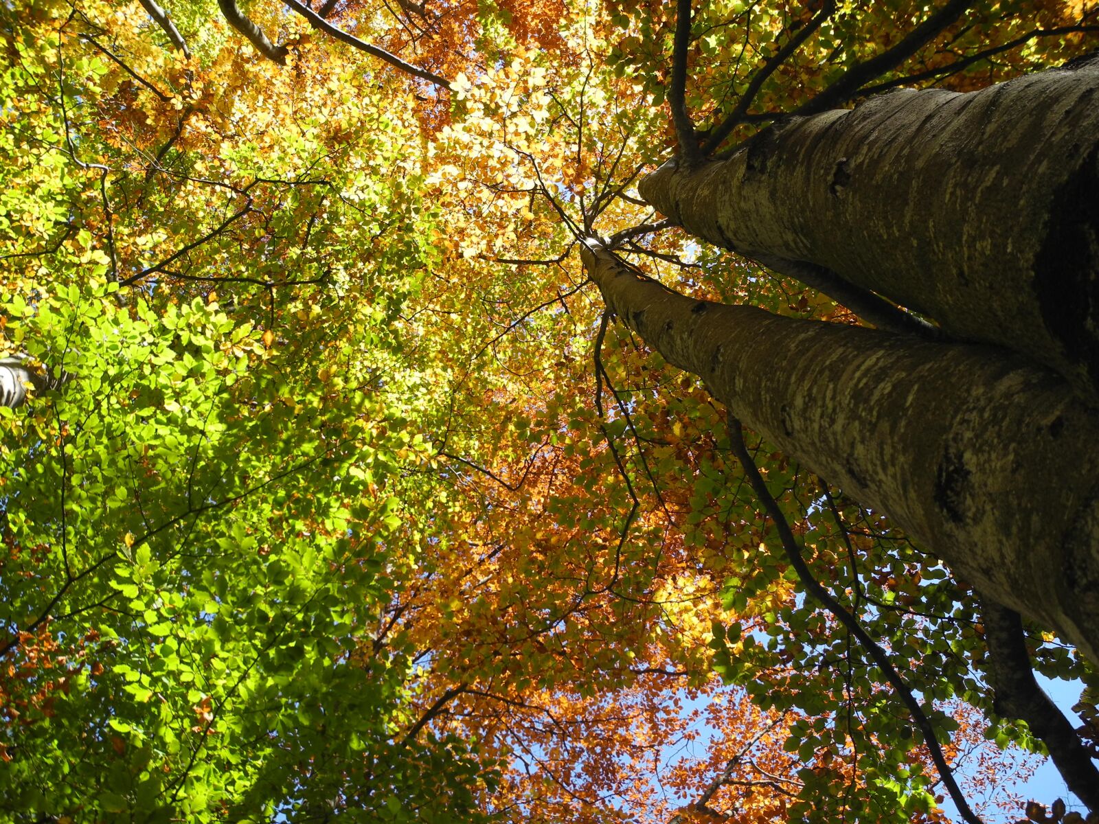 Nikon Coolpix P7000 sample photo. Fall foliage, tree, autumn photography